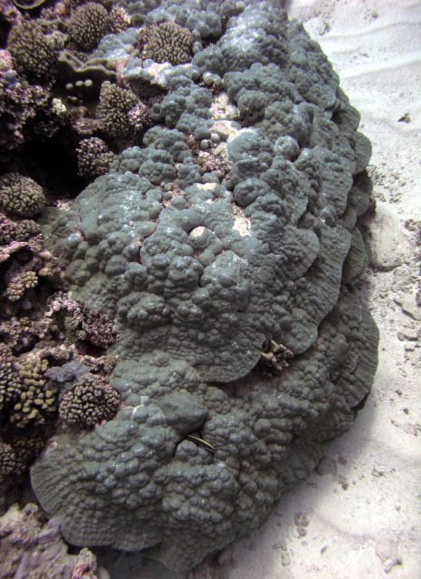 massive porites.jpg