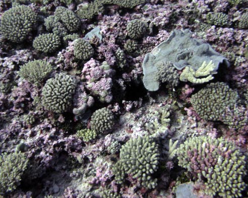 corals of Maria.jpg