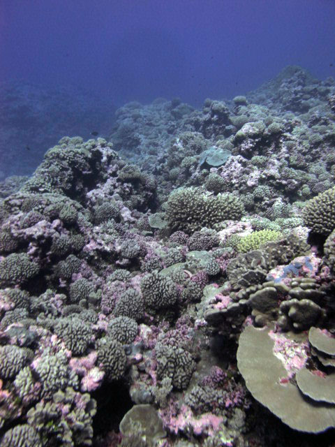 100% coral cover.jpg