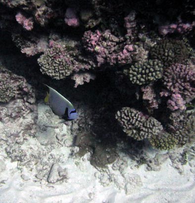 angelfish.jpg