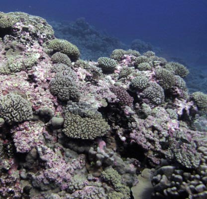coral ridge.jpg