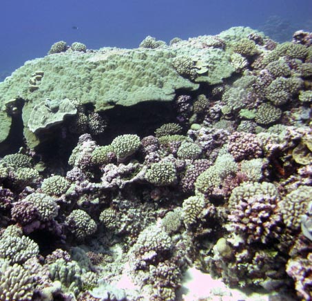 massive porites.jpg