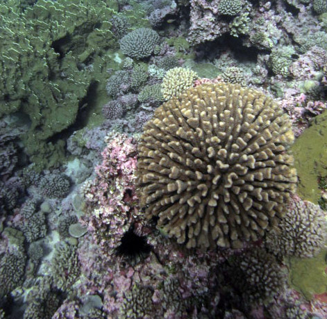 Pocillopora eydouxi.jpg