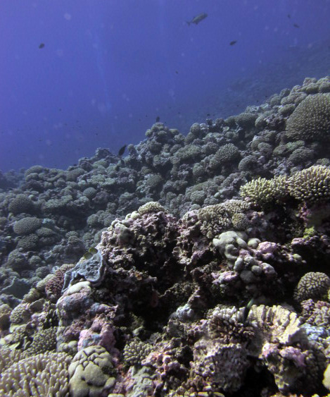 reefs never seen by humans.jpg