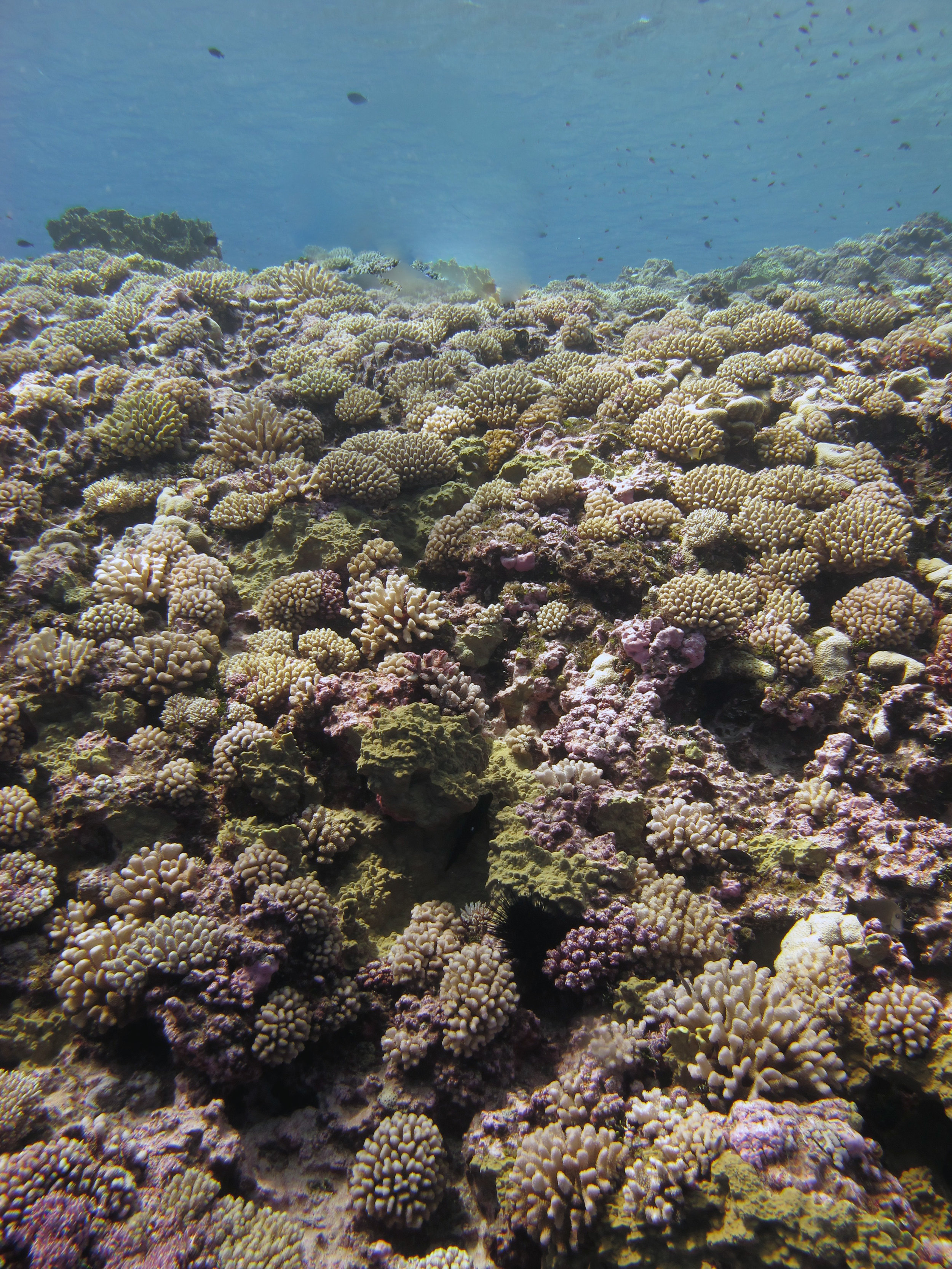 coral mountain.jpg