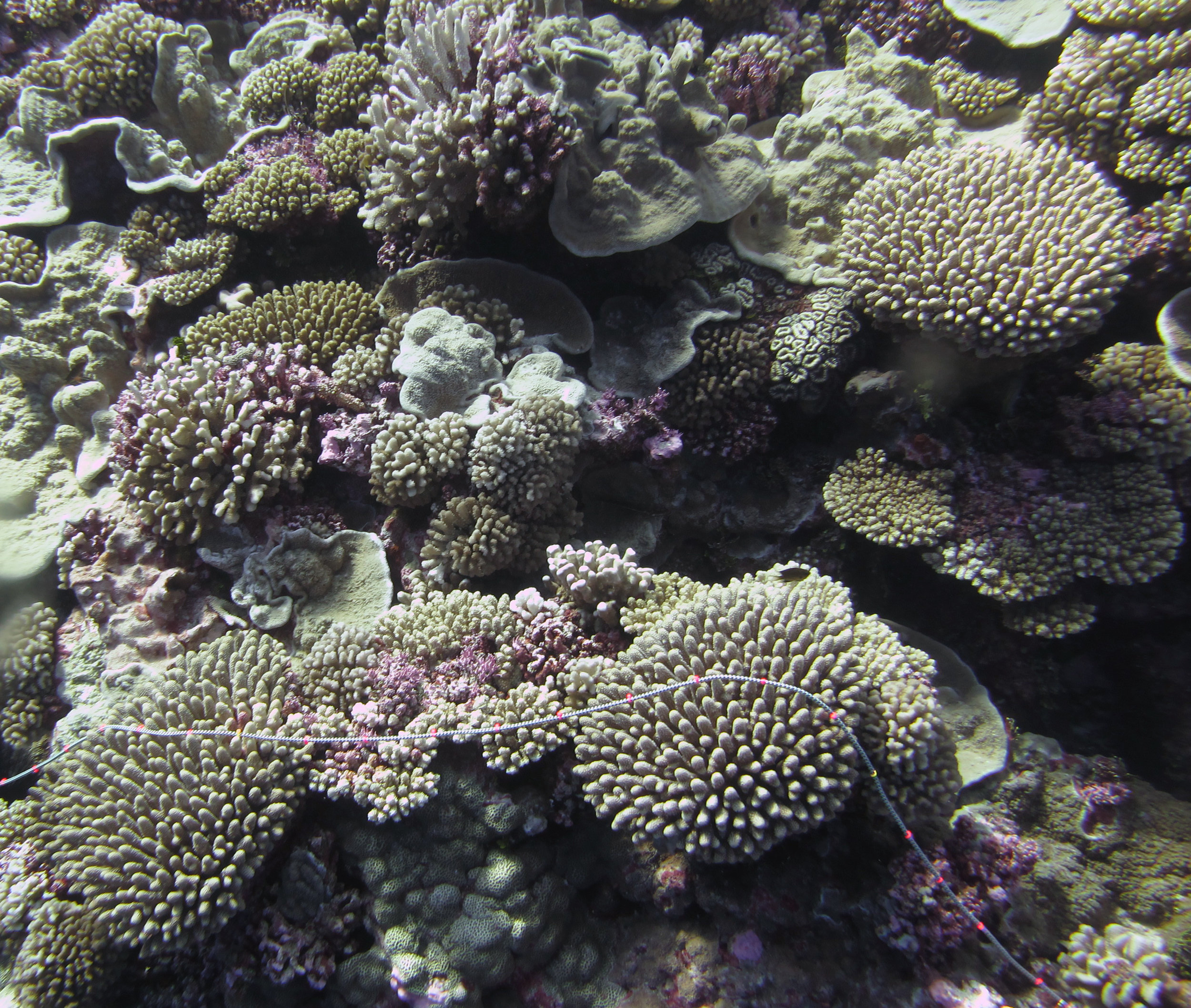 coral-rich transect.jpg