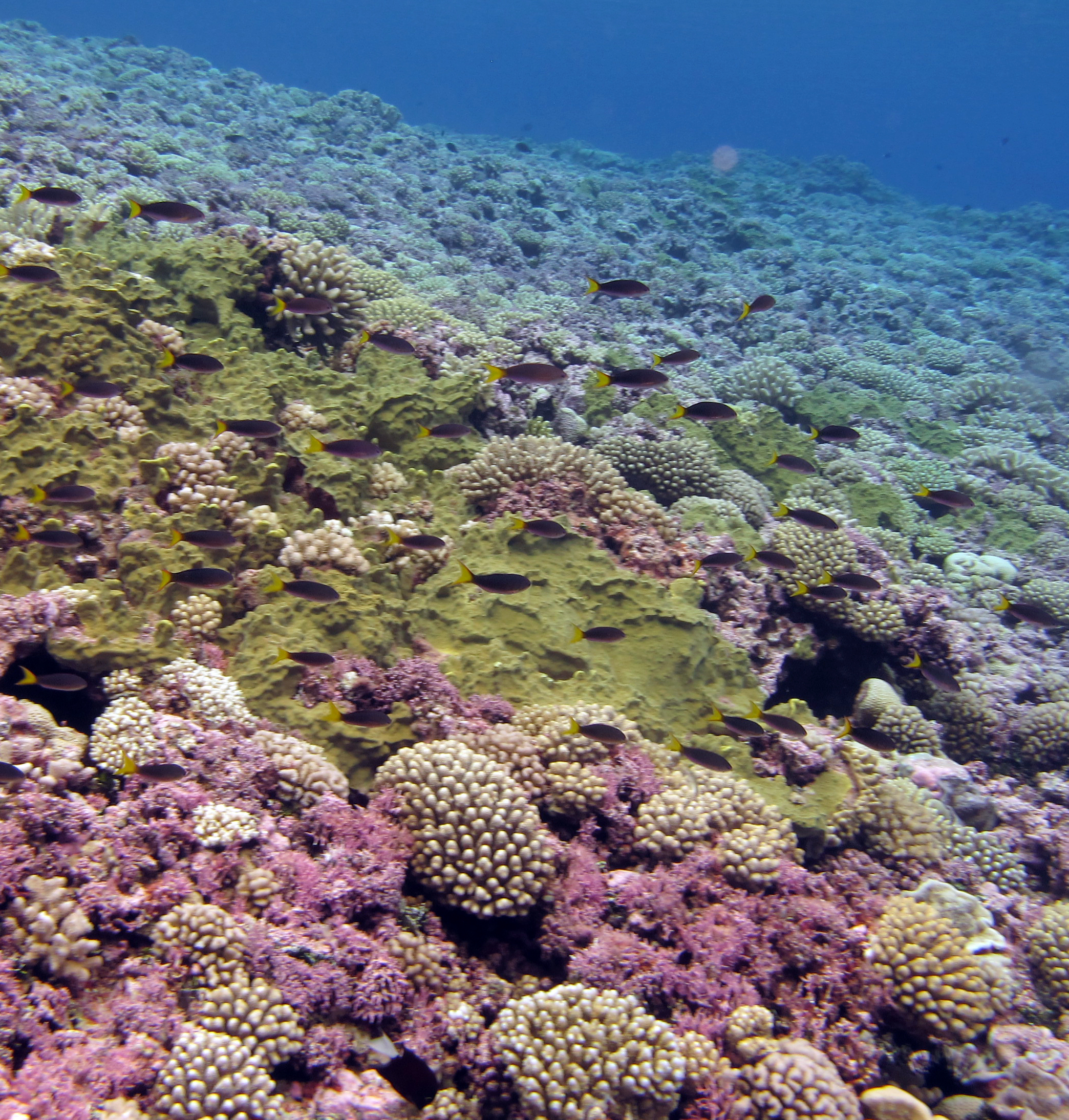 pastel FP reefs.jpg