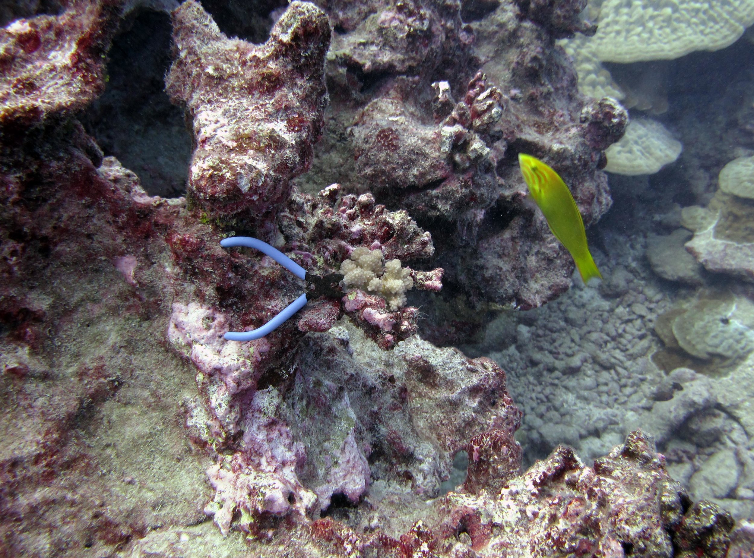 colony 71