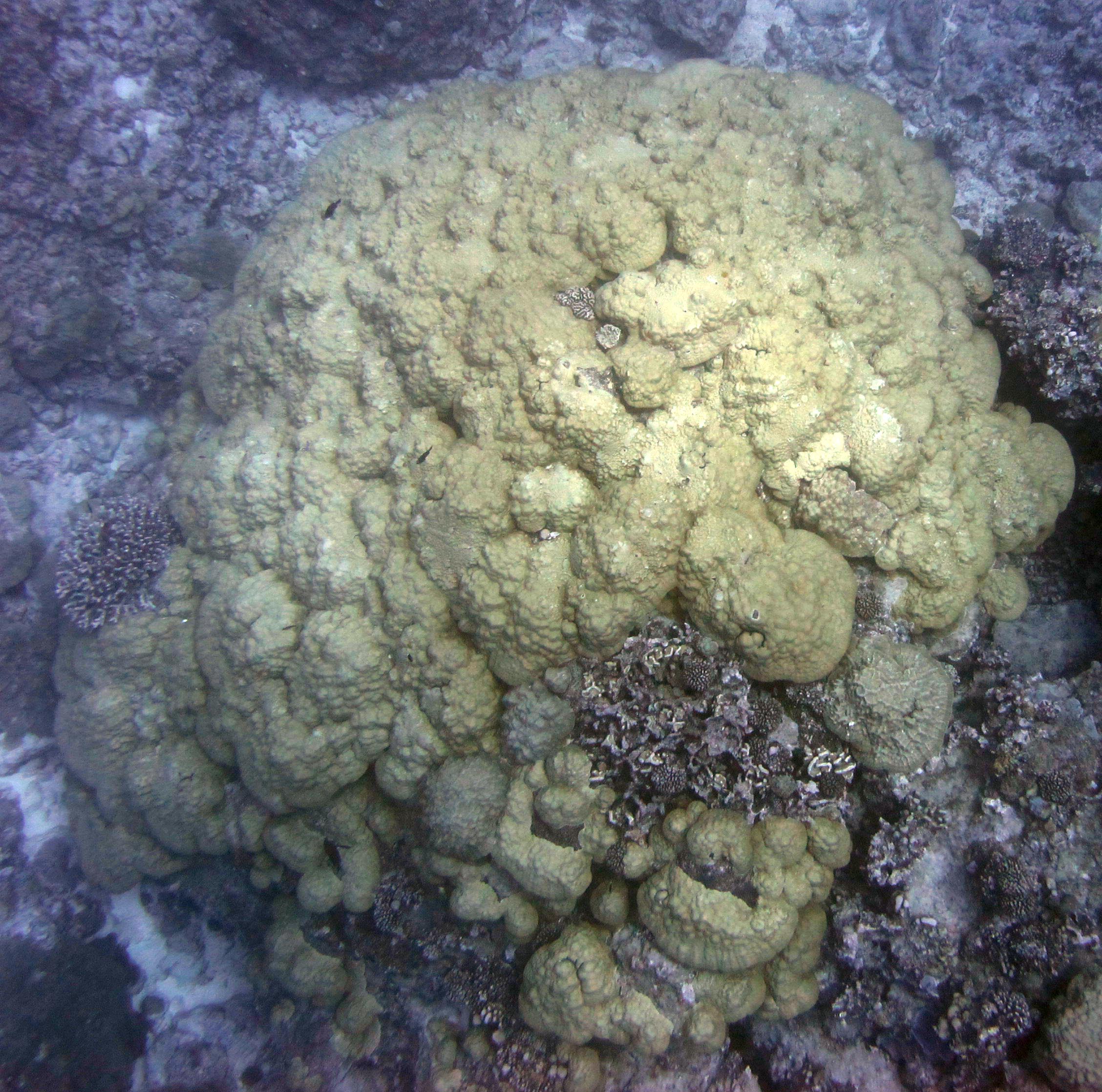 monster porites.jpg