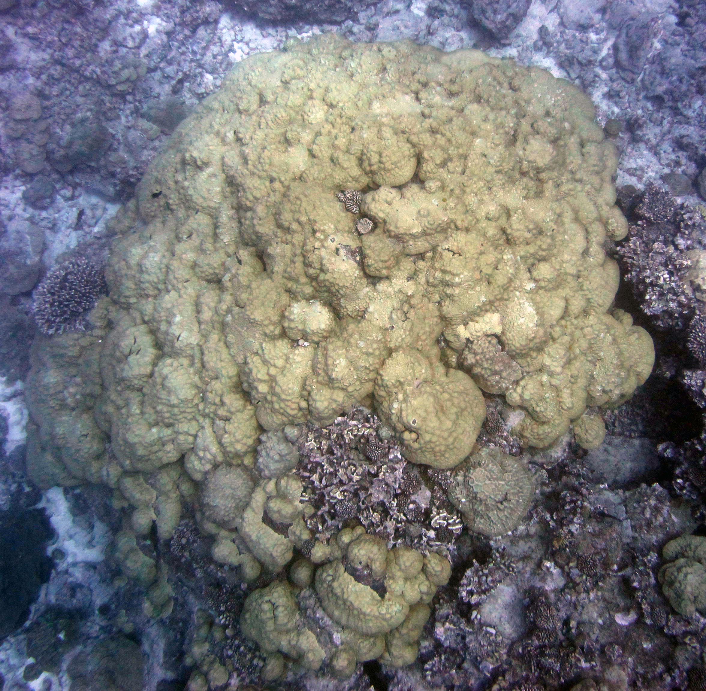 porites the size of a house.jpg