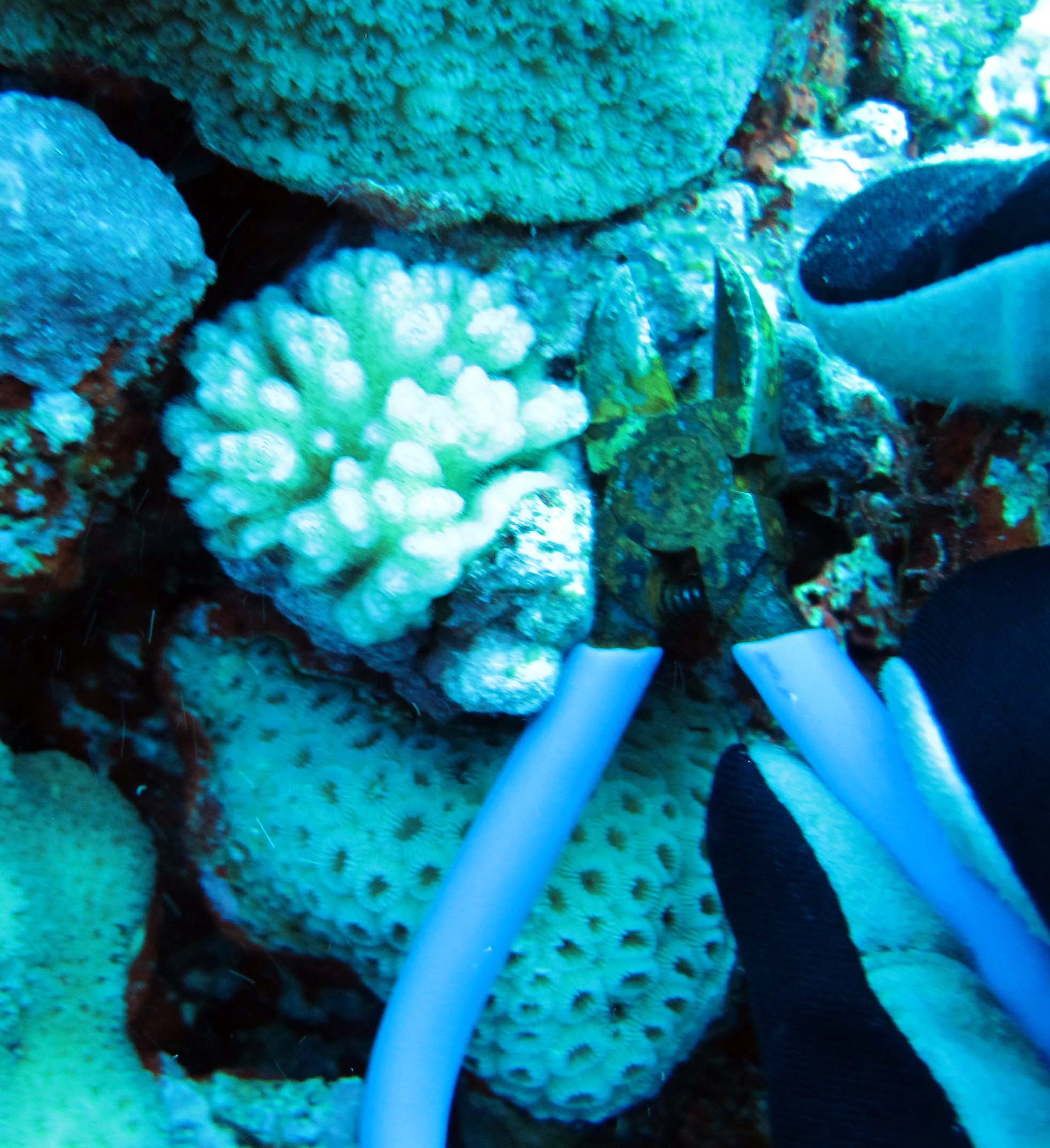 colony 7