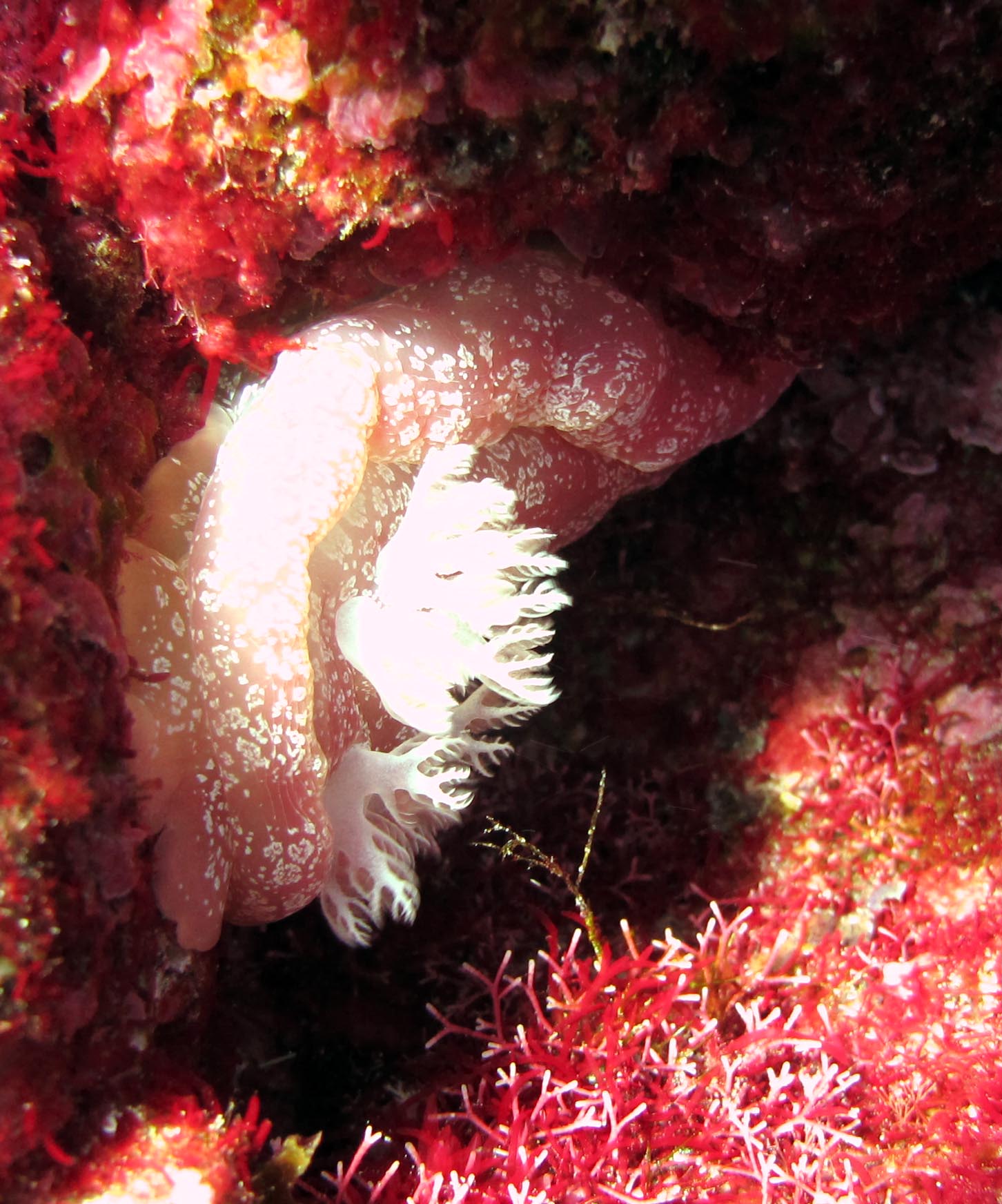 beauty of Rarotongan waters.jpg