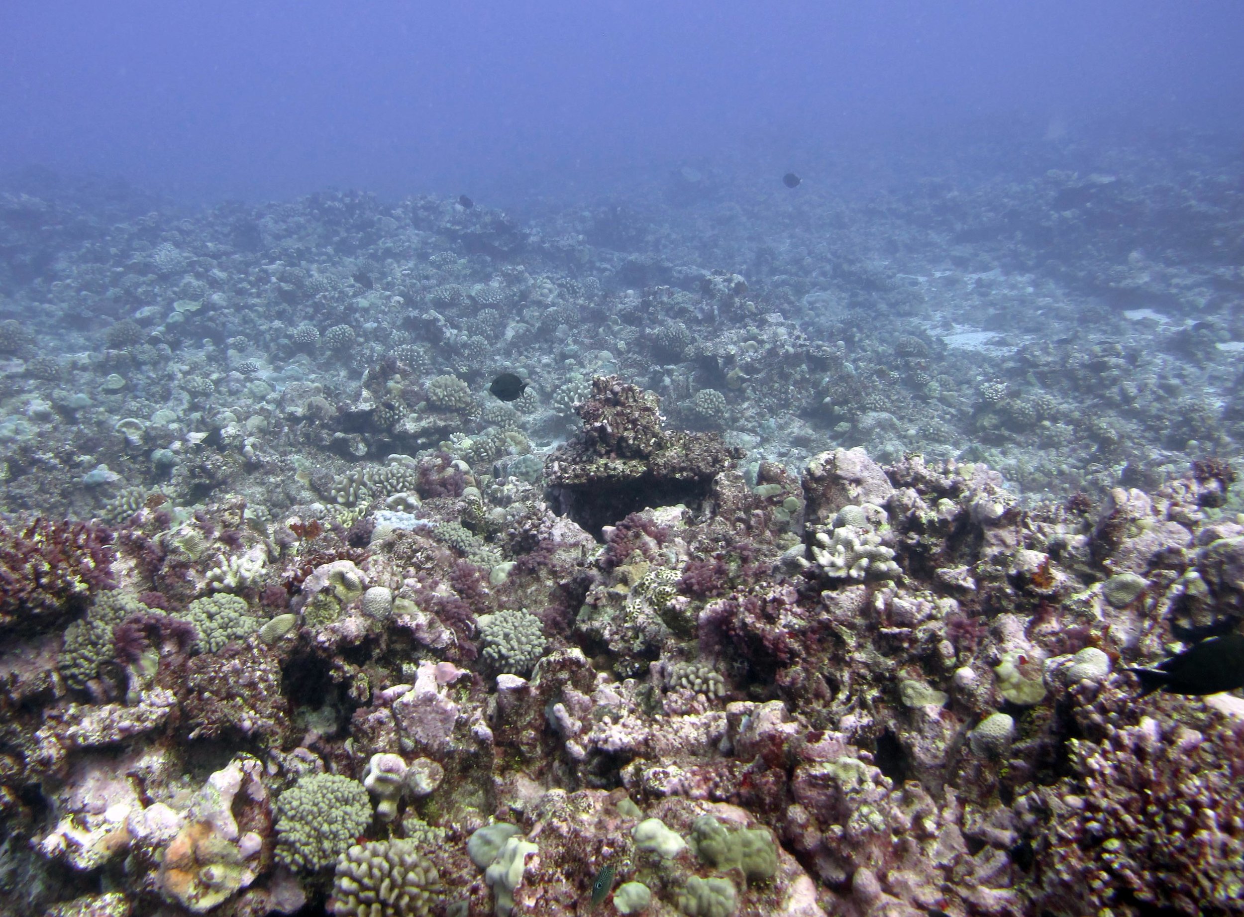 spur and groove reef.jpg