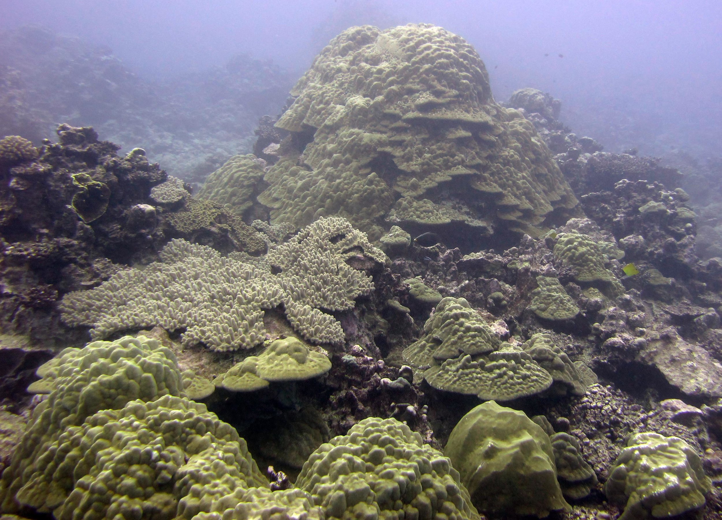 Porites lobata.jpg