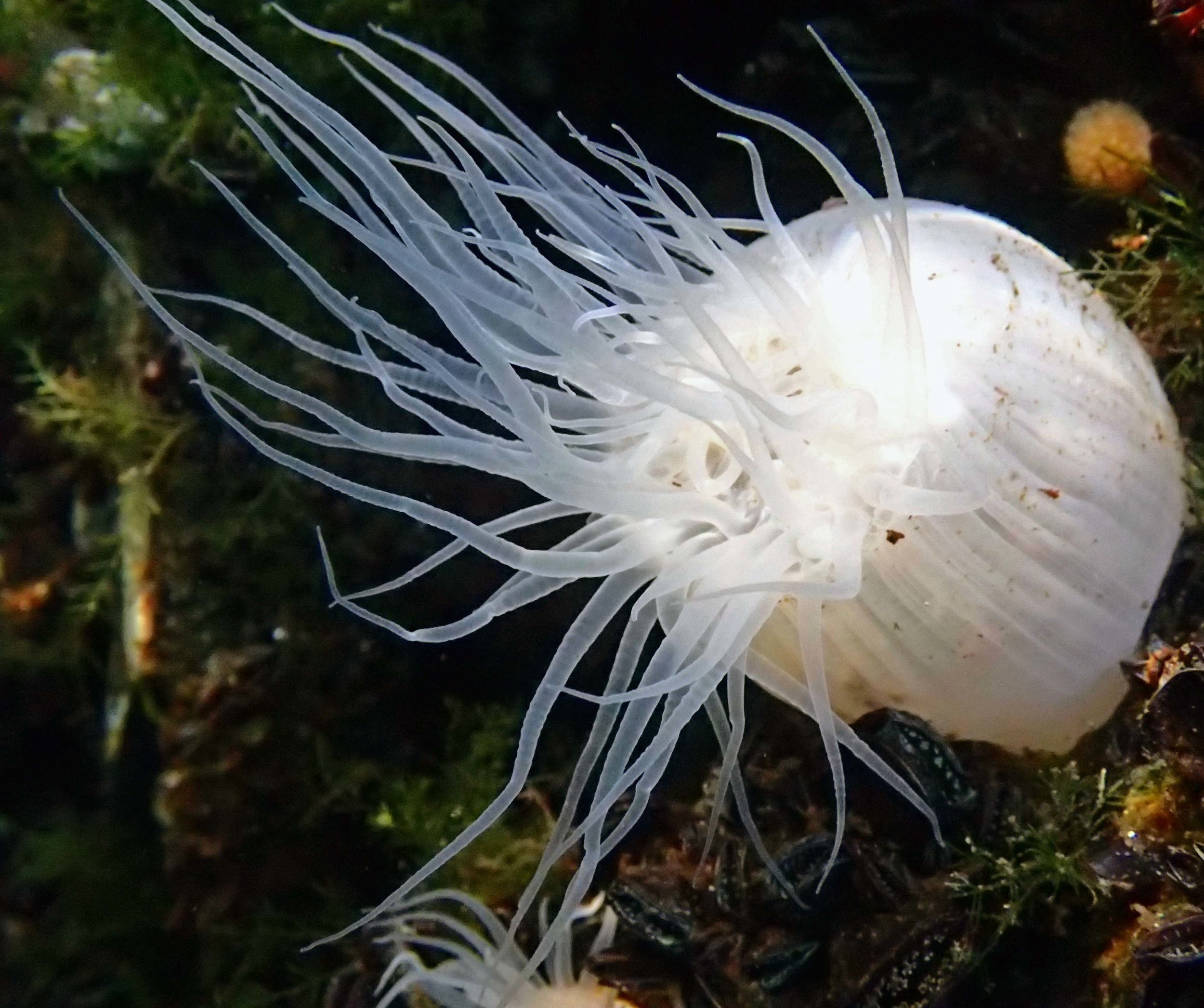 aposymbiotic anemone.jpg