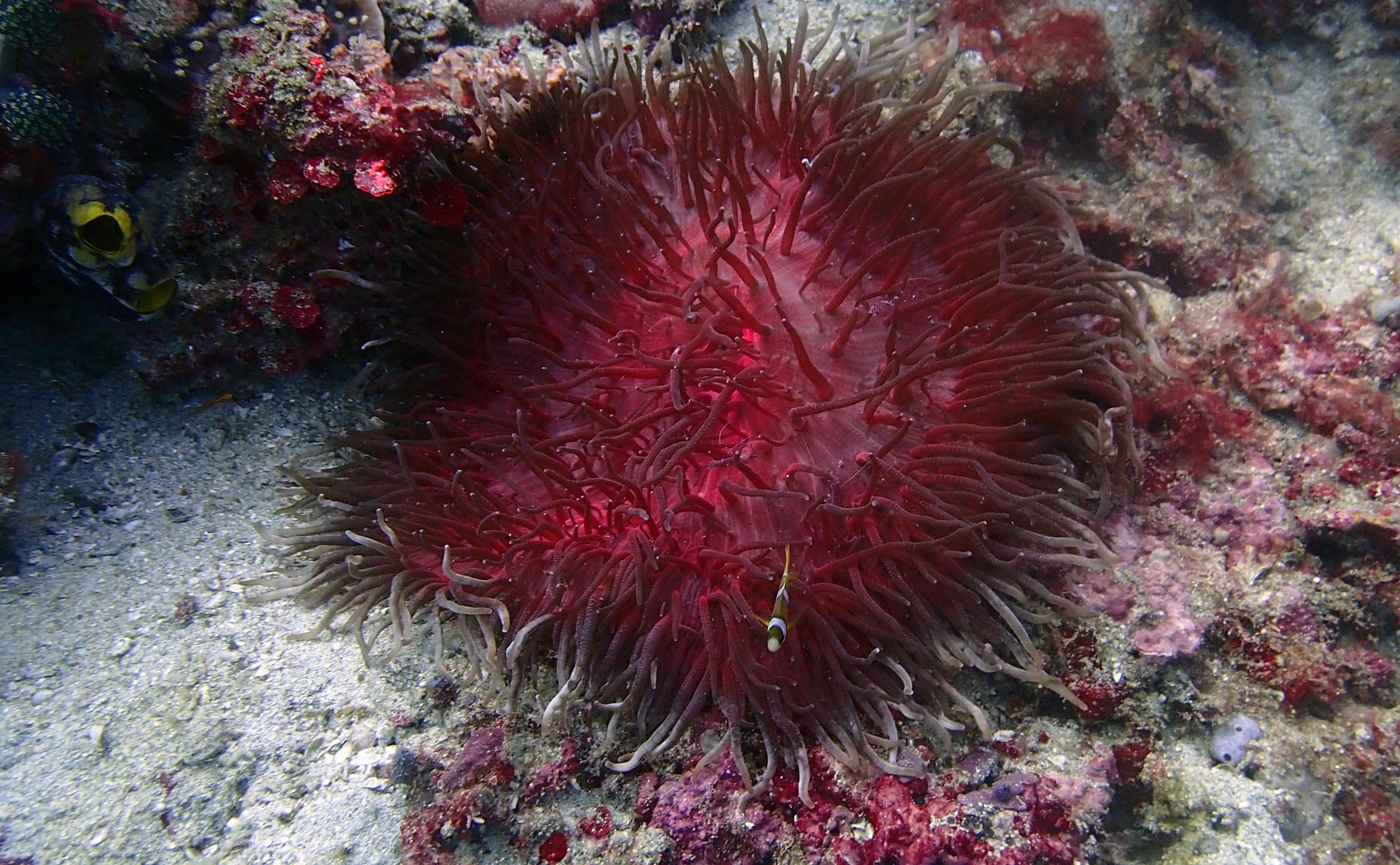 Filipino anemone.jpg
