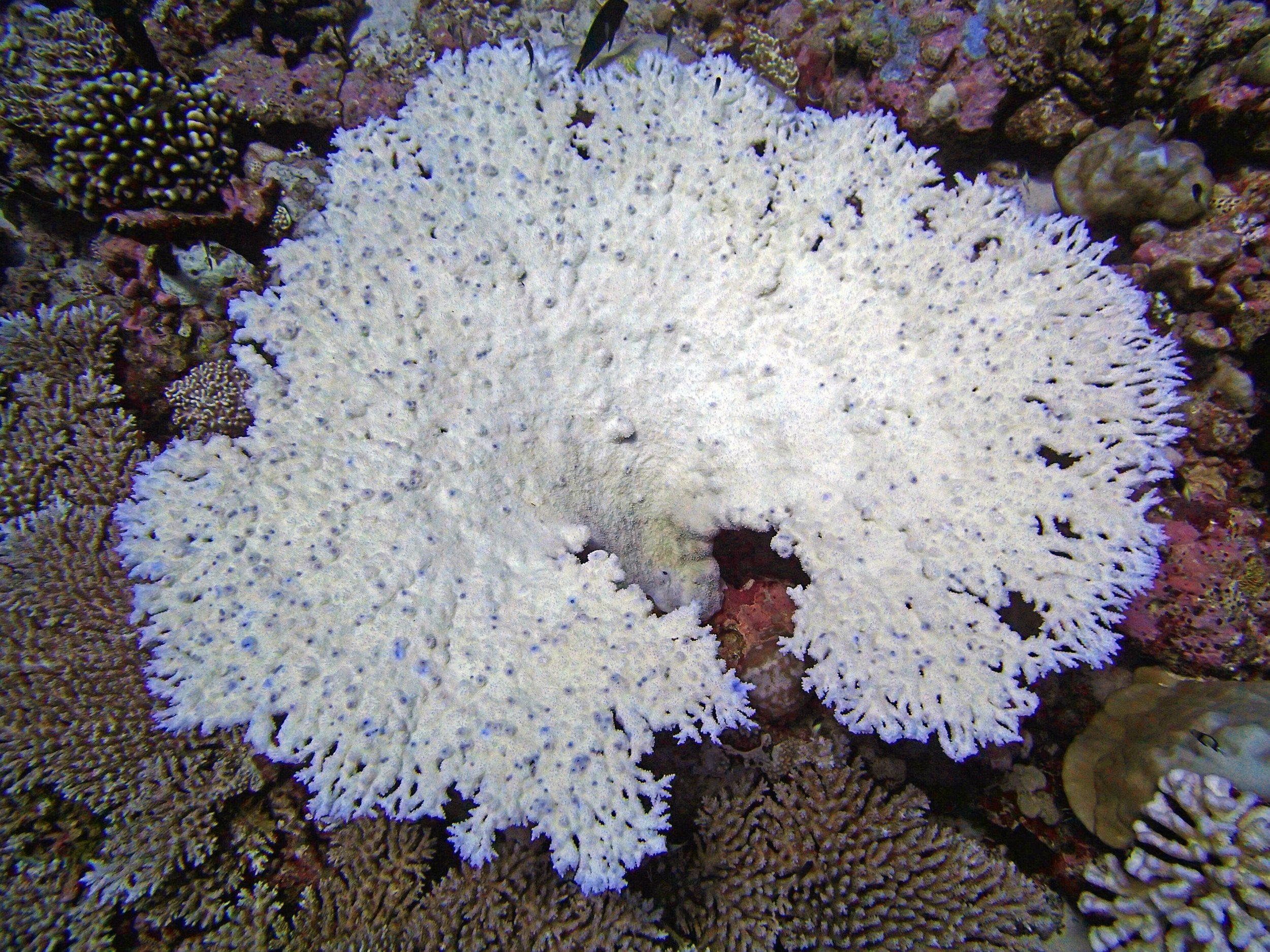 bleached Acropora table.jpg