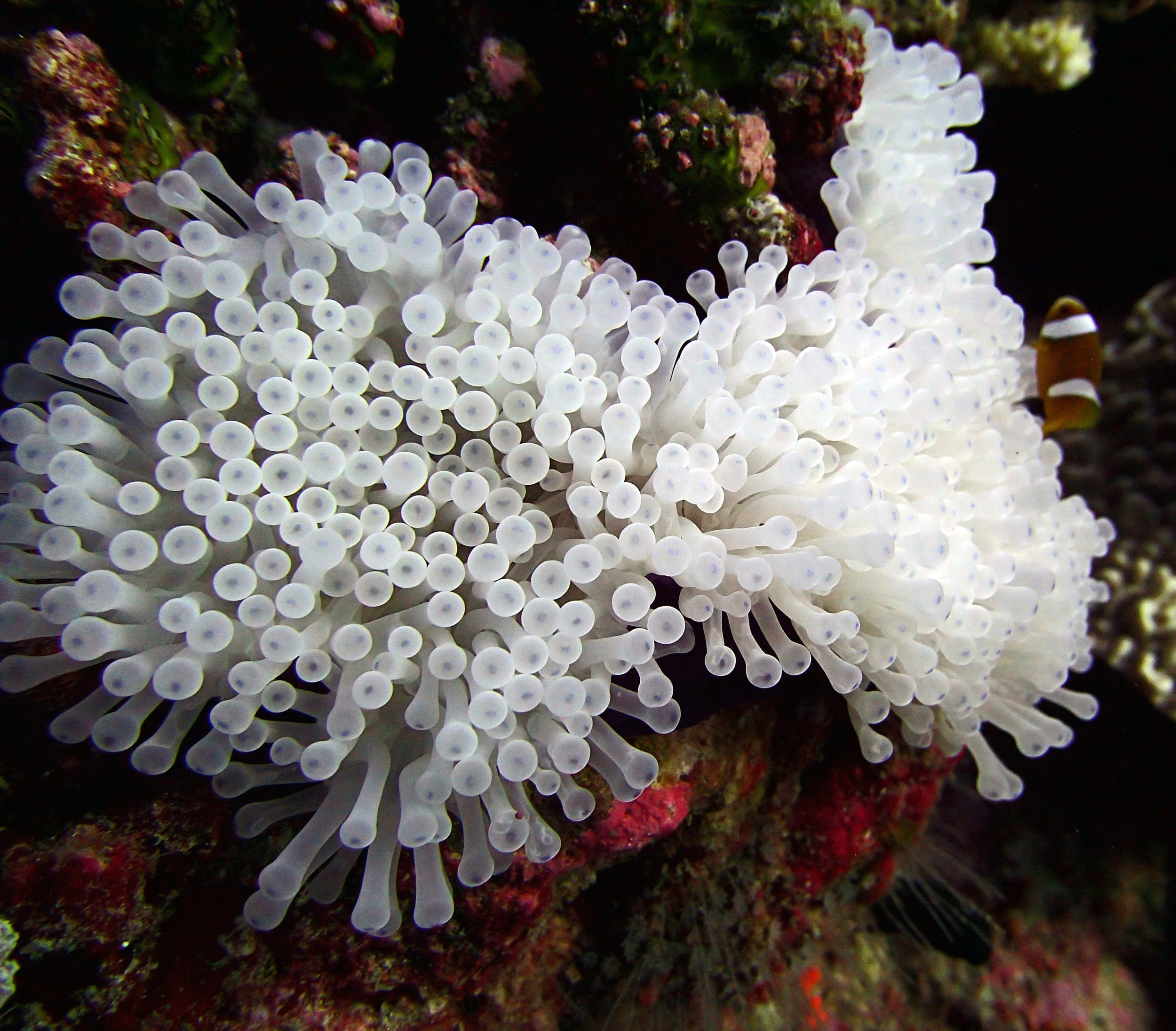 bleached anemone.jpg