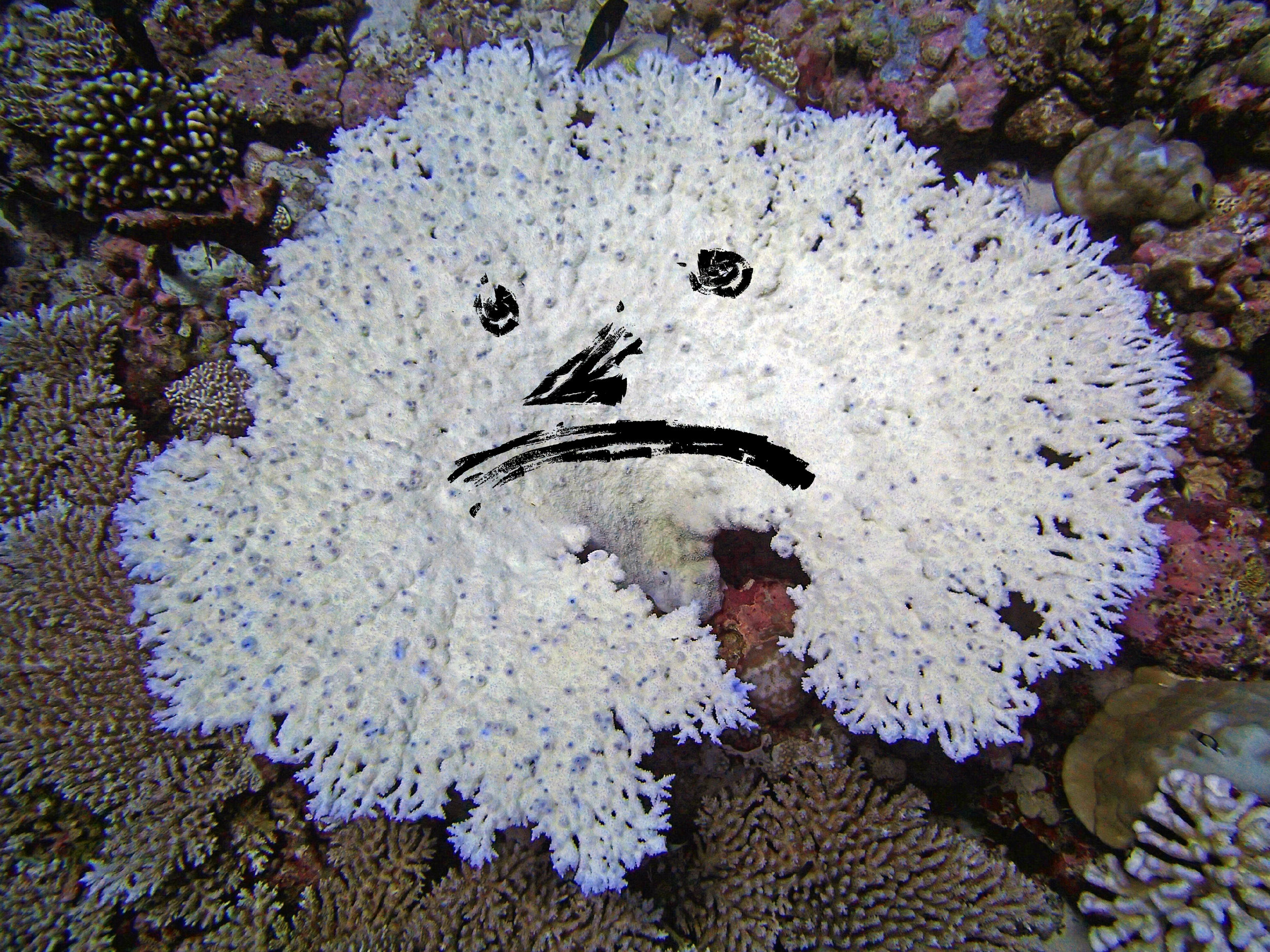 sad bleached Acropora table.jpg