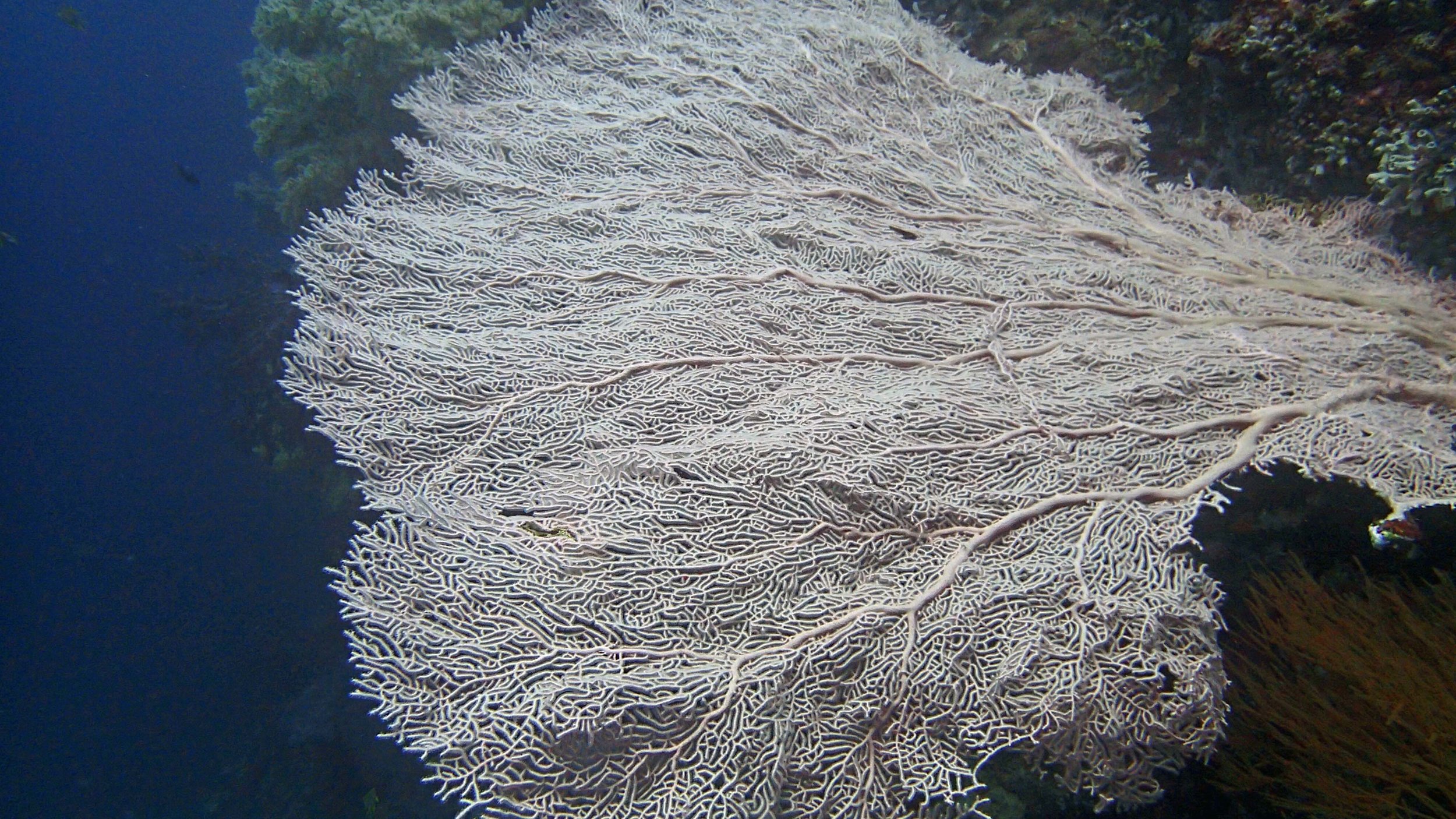 bleached sea fan.jpg