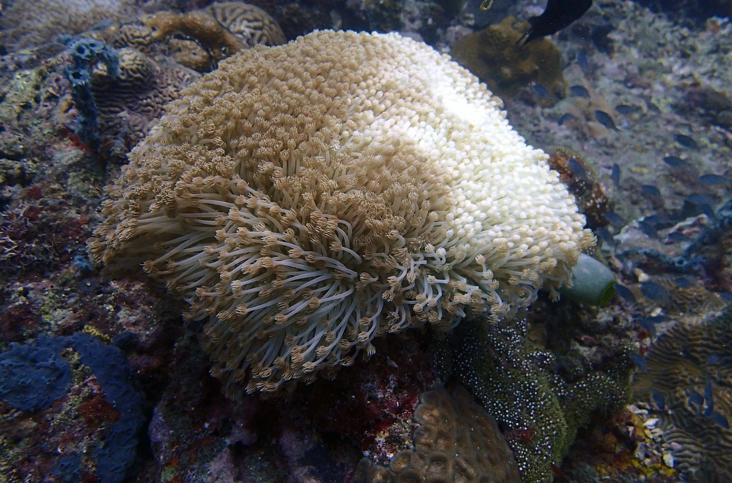 bleaching polyps.jpg