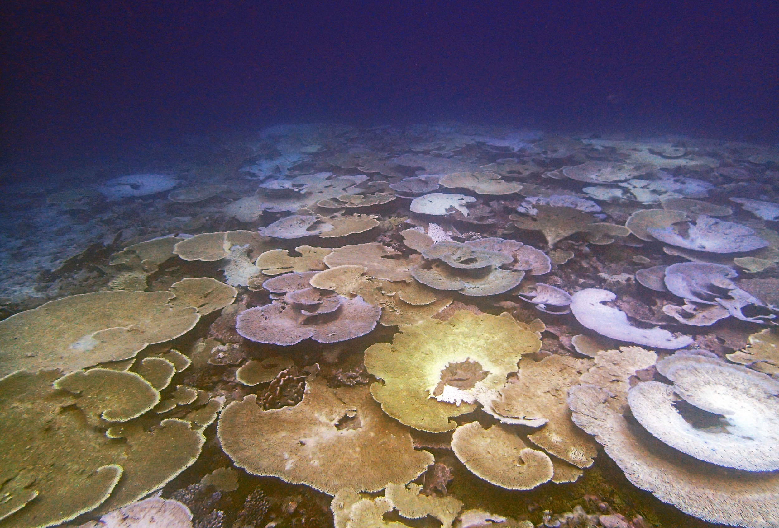 bleaching reef in Chagos Indian ocean.jpg