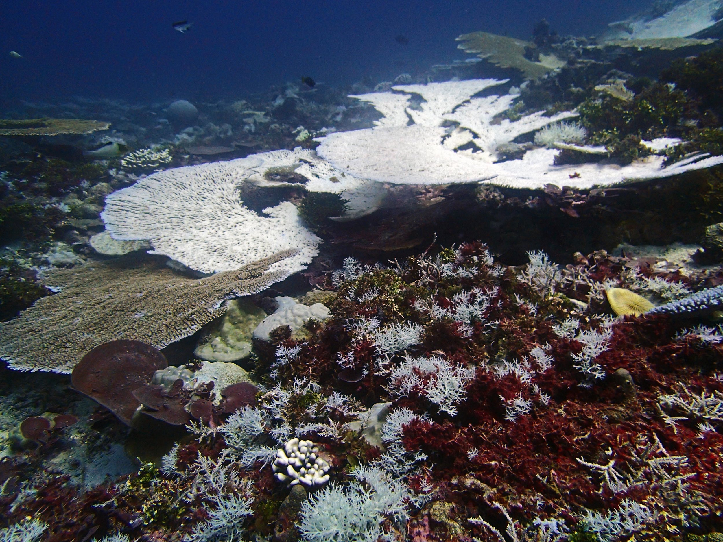 bleaching reef in Chagos 2.jpg