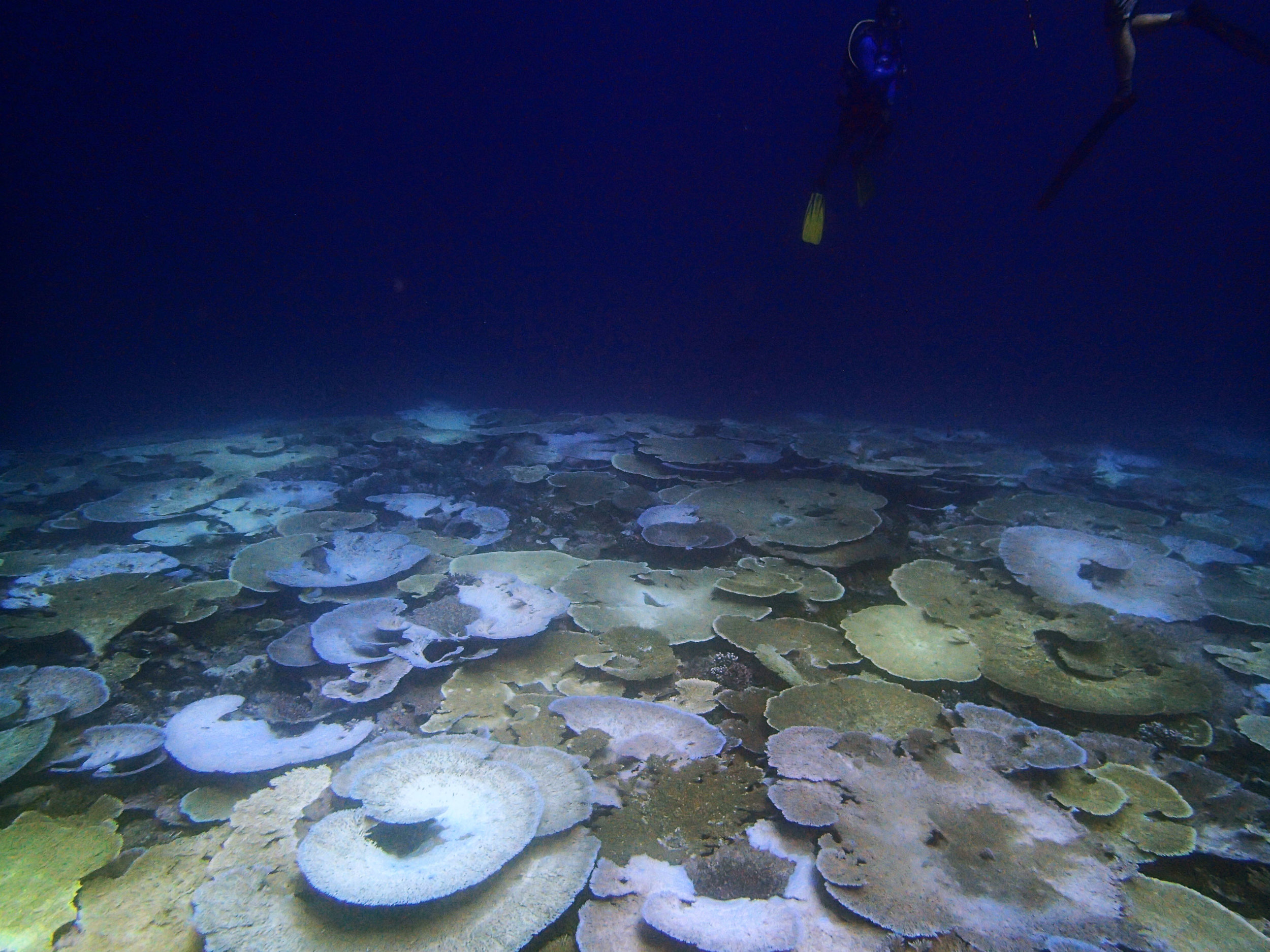 bleaching reef in Chagos.jpg