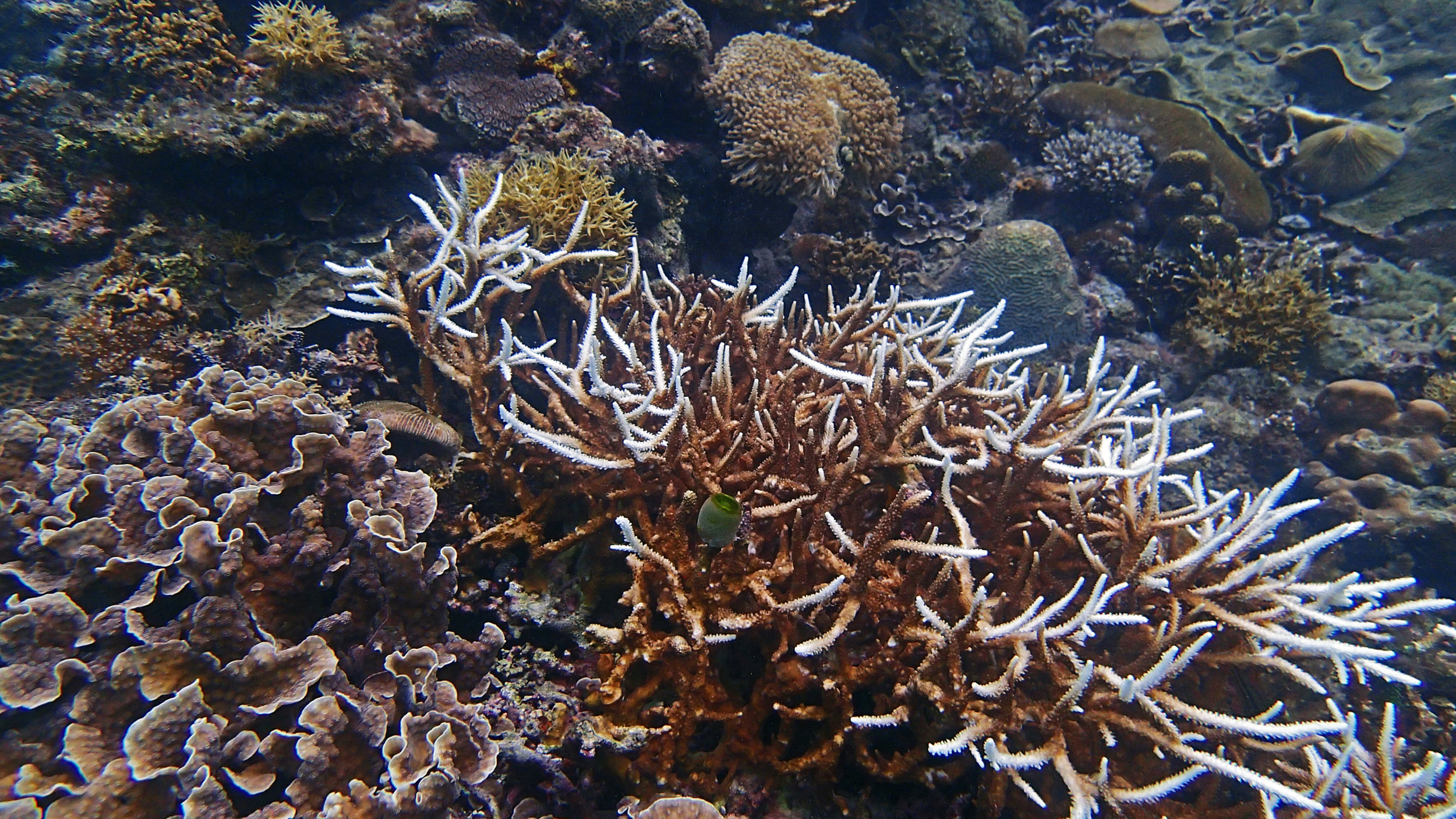 partially bleached Acropora-Philippines.jpg