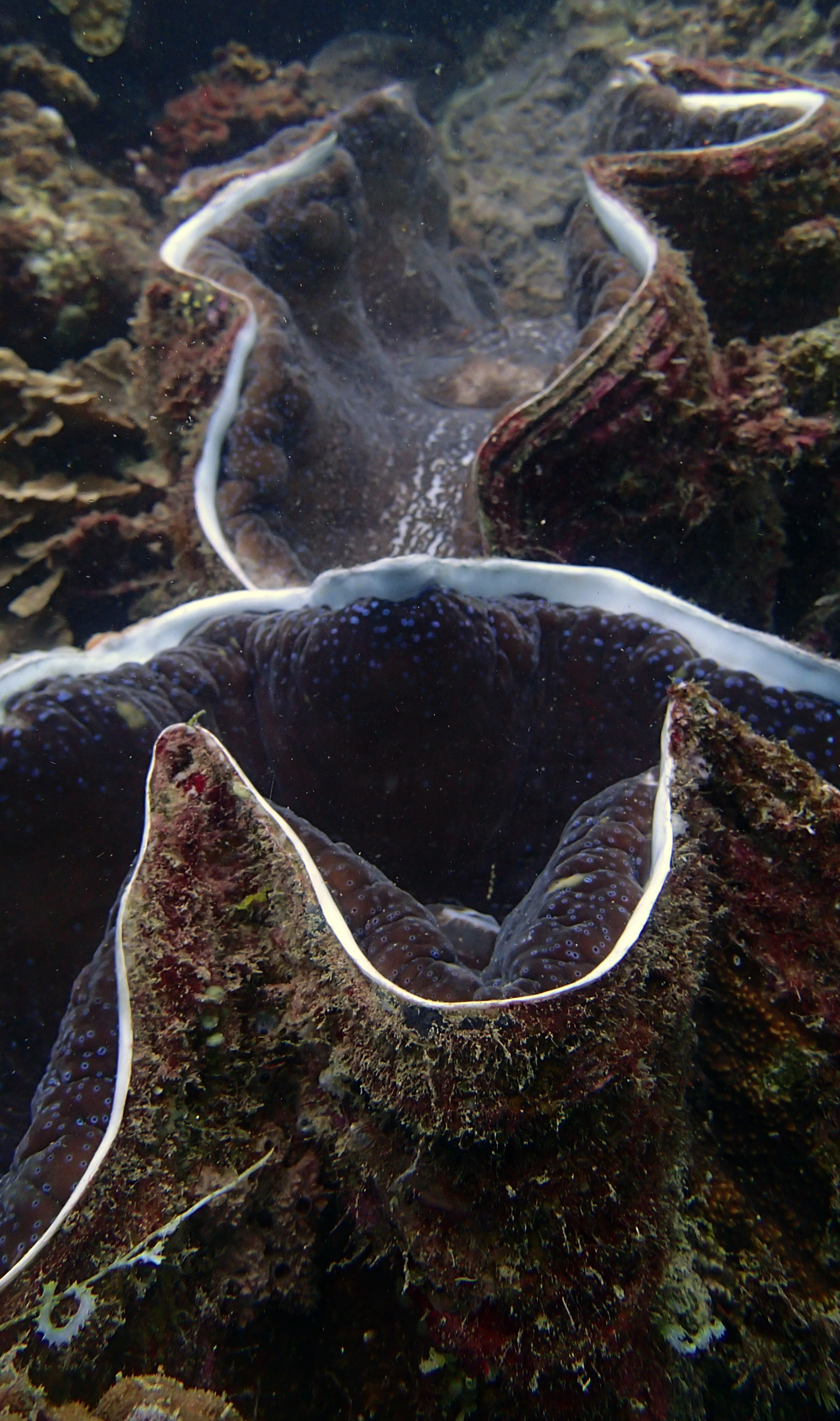 giant clams.jpg
