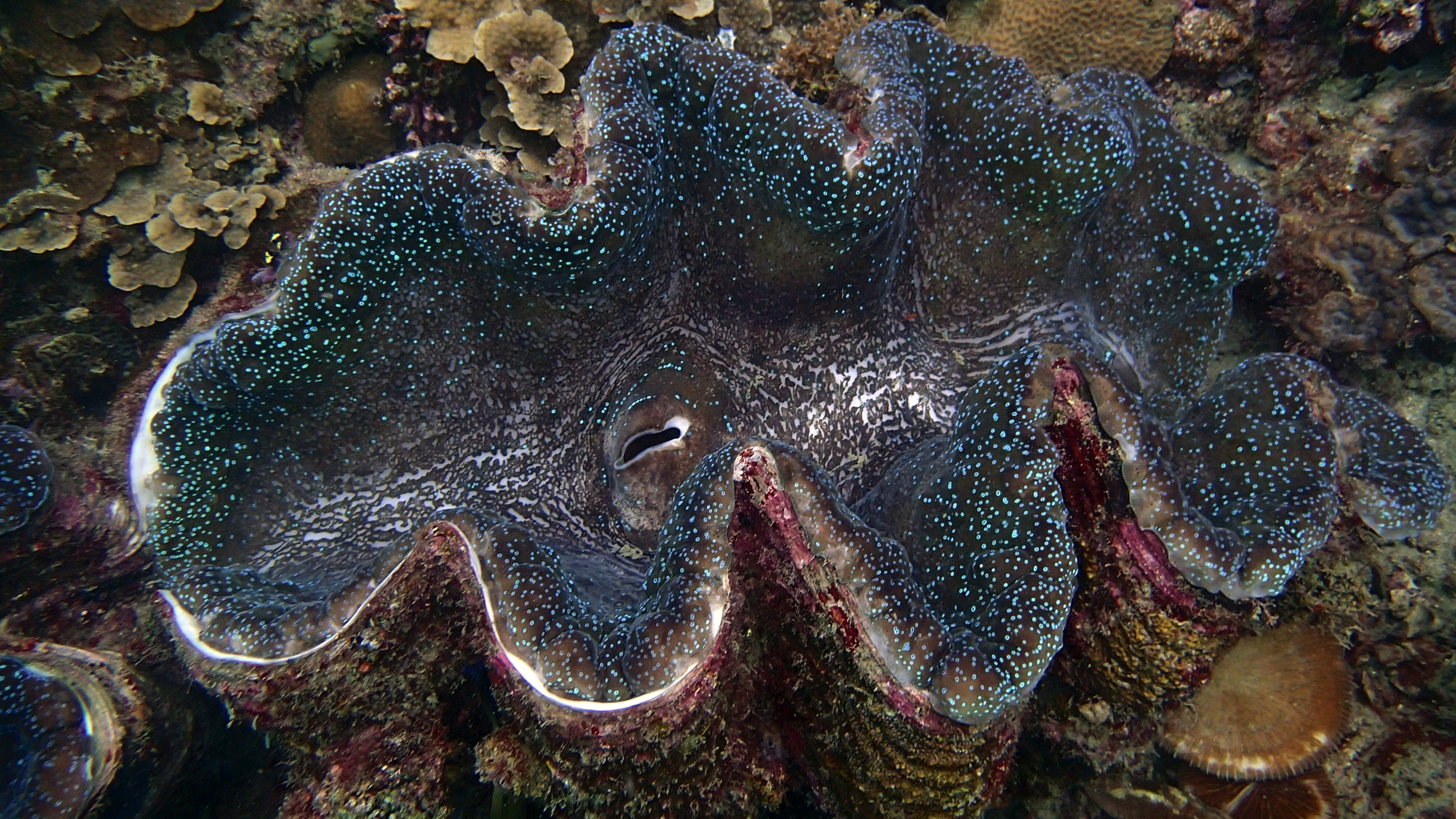 monster clam.jpg