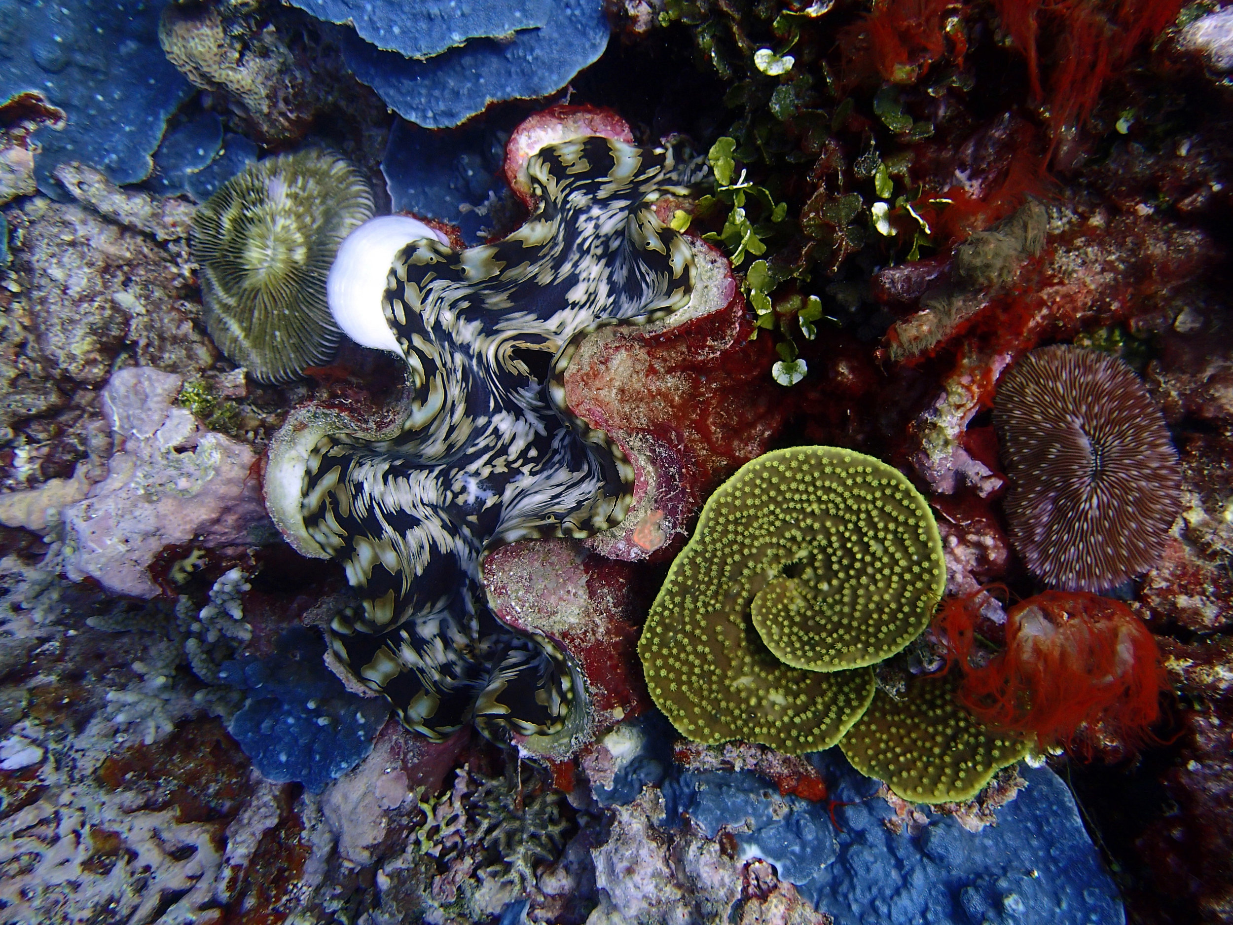 giant clam at Utupua.jpg