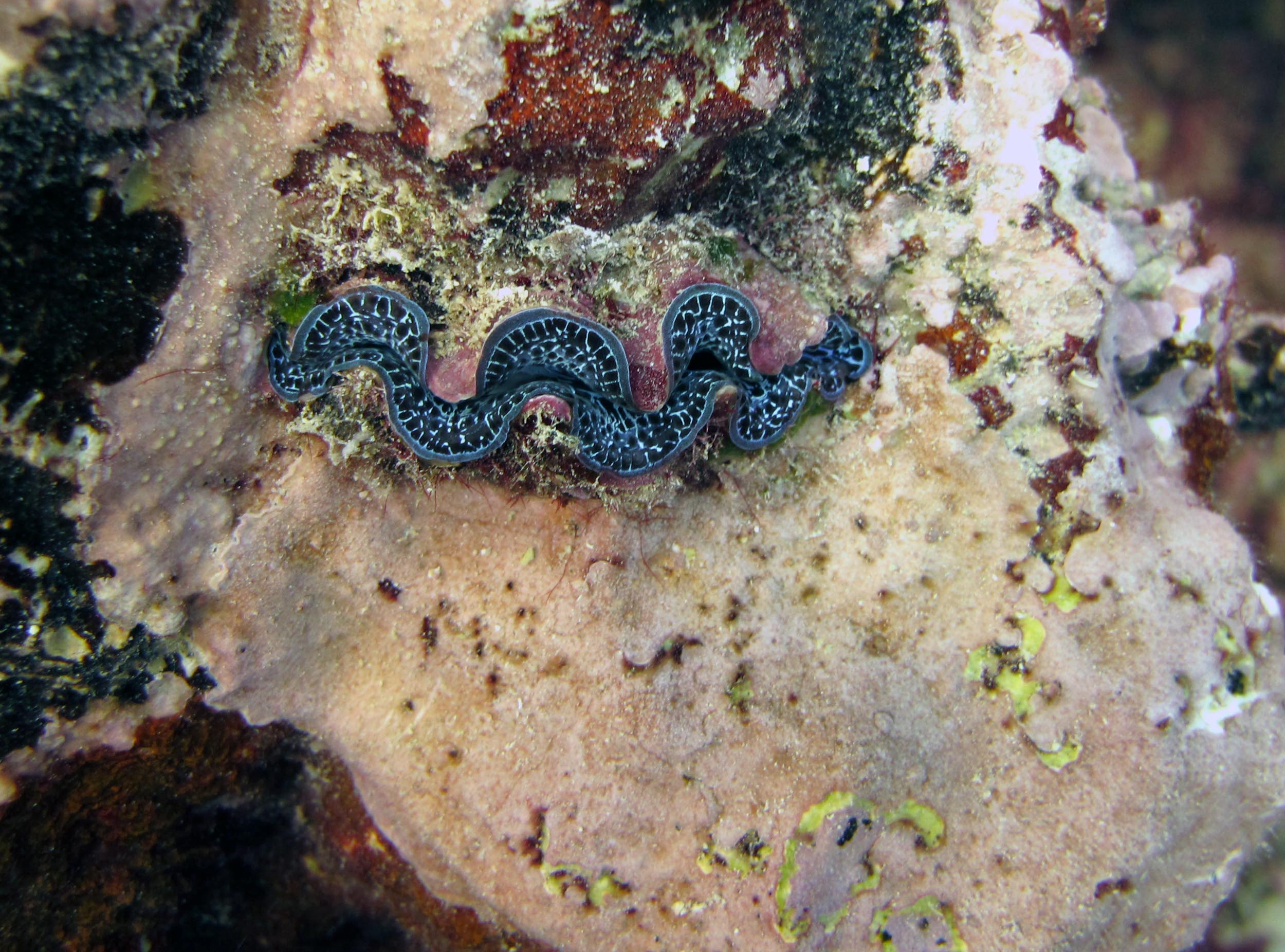 baby giant clam.jpg