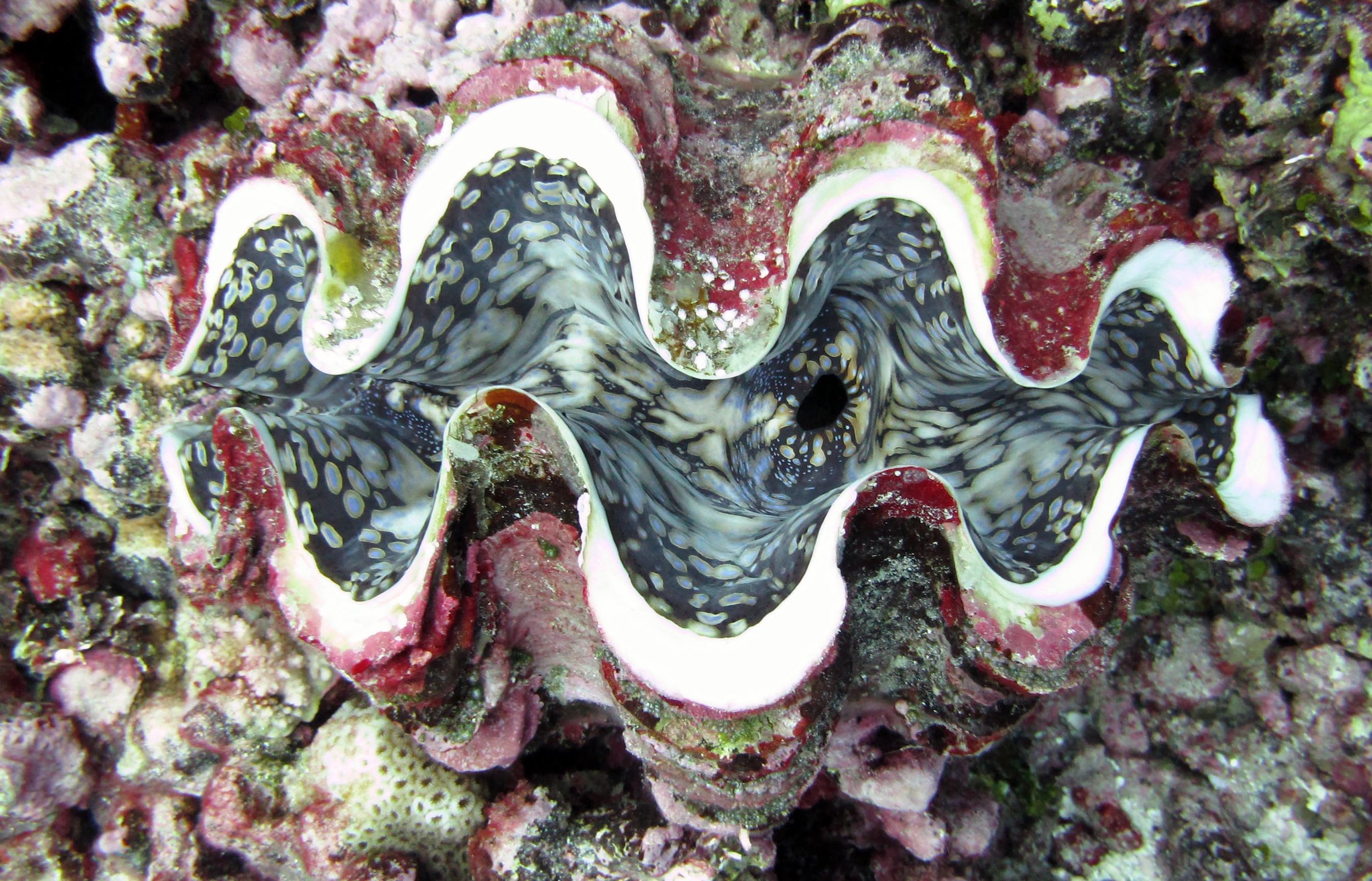 beautiful giant clam.jpg