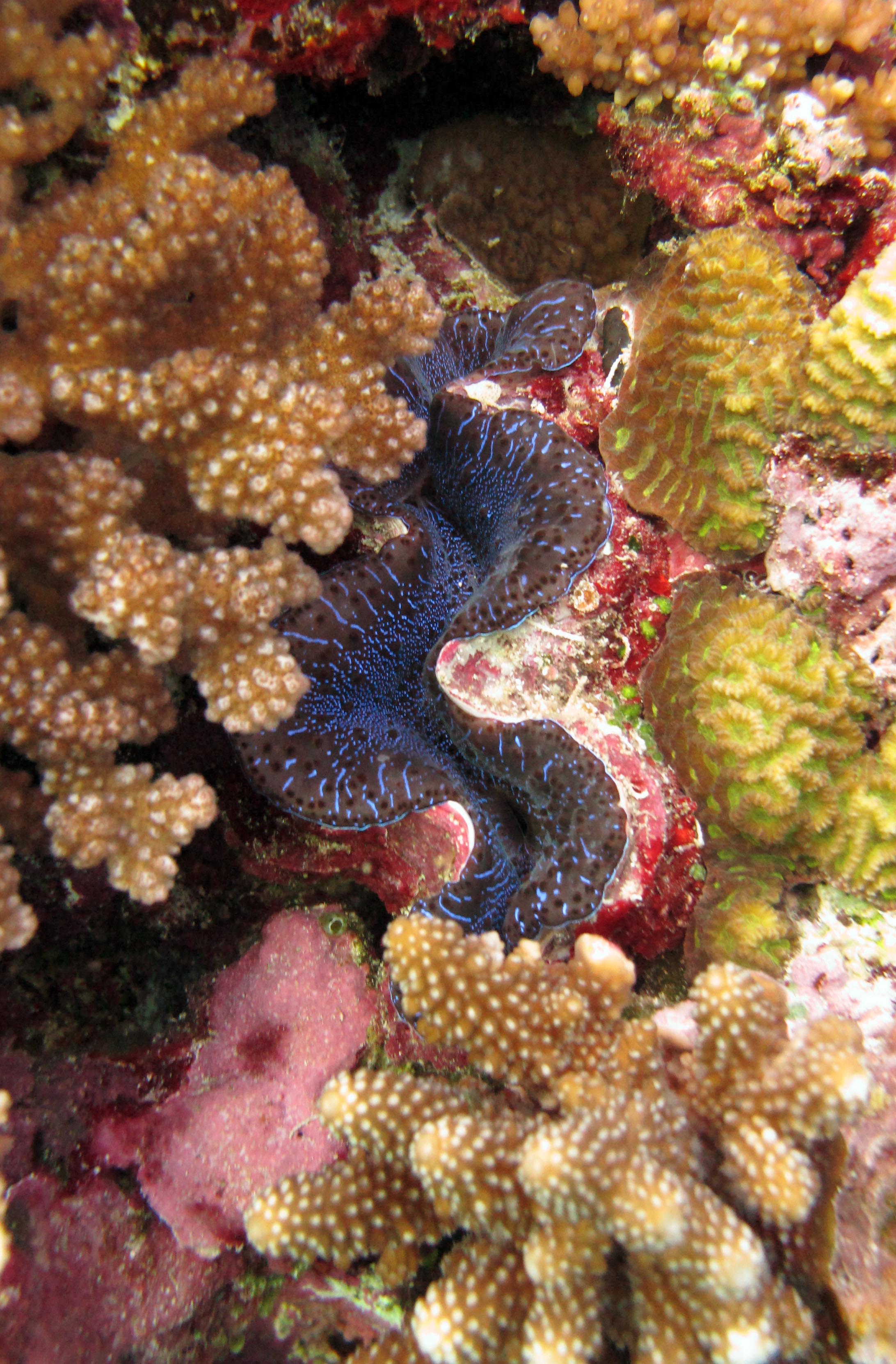 giant clam amidst corals.jpg