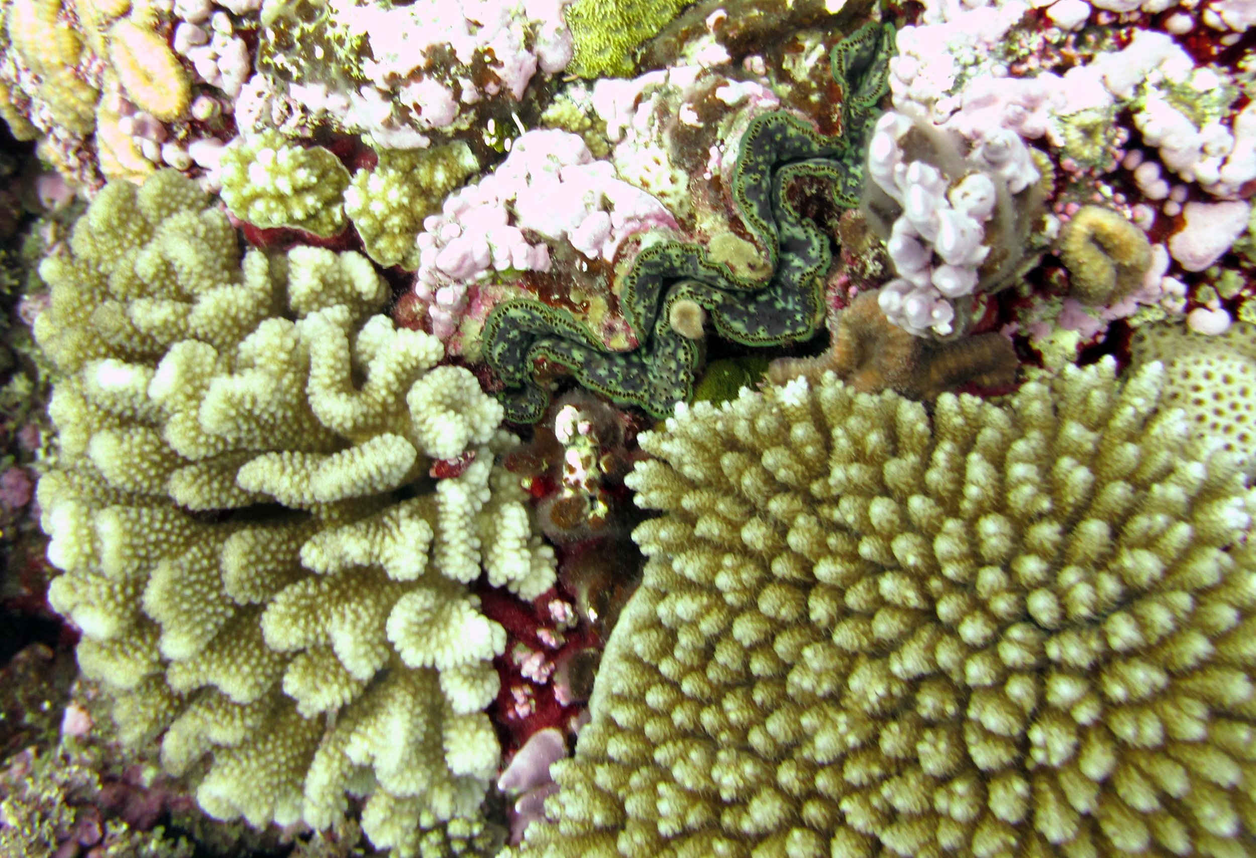 giant clam and corals.jpg