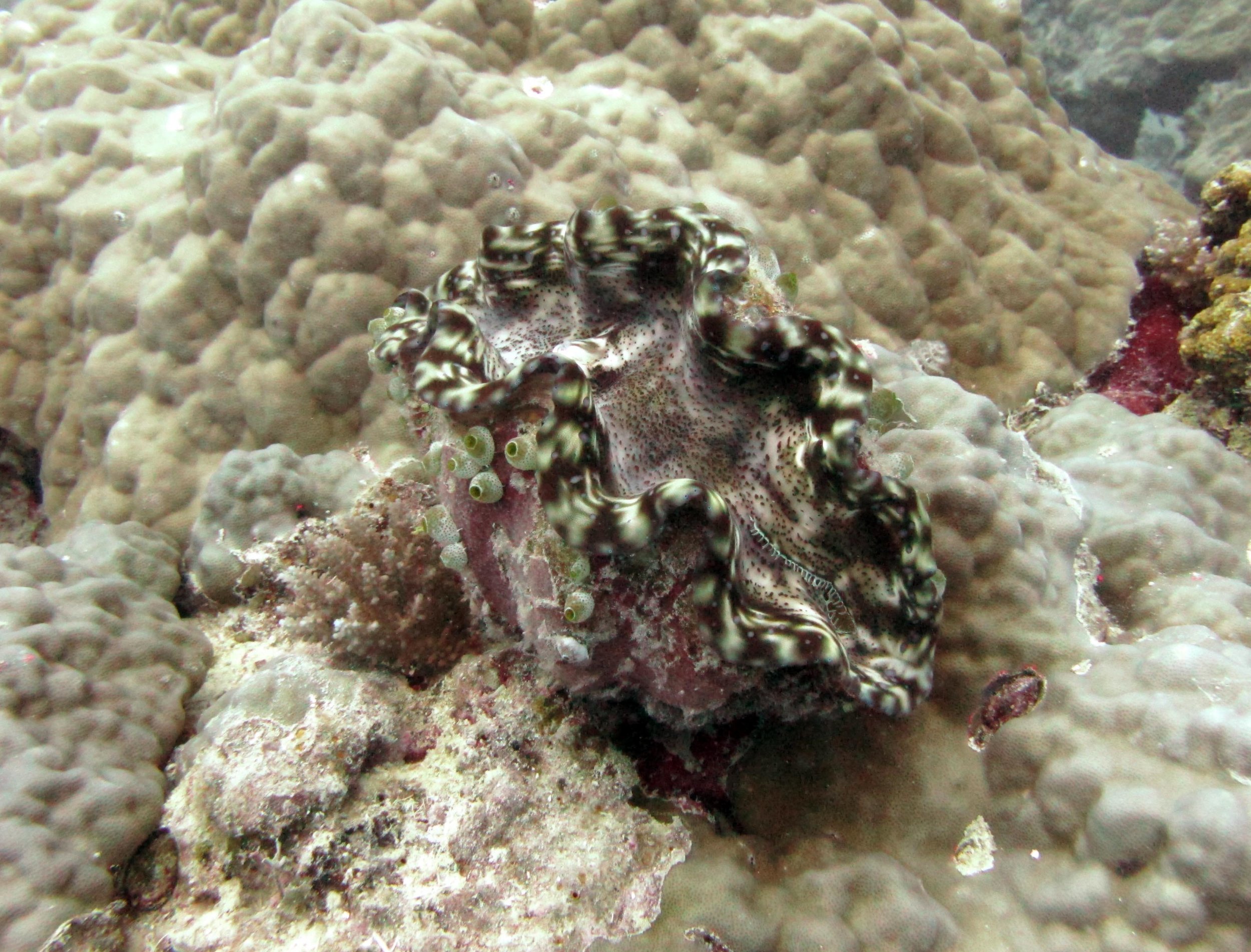 giant clam at FJVB68.jpg