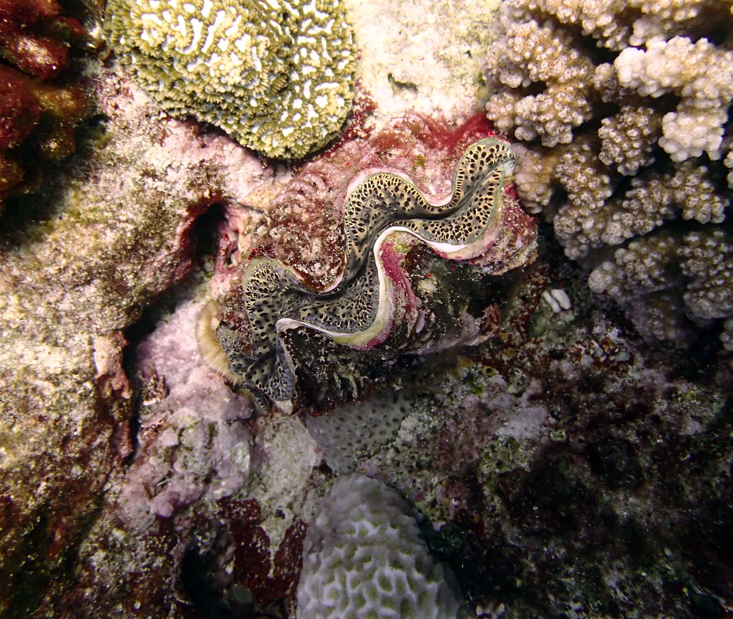 giant clam at TOHA21.jpg