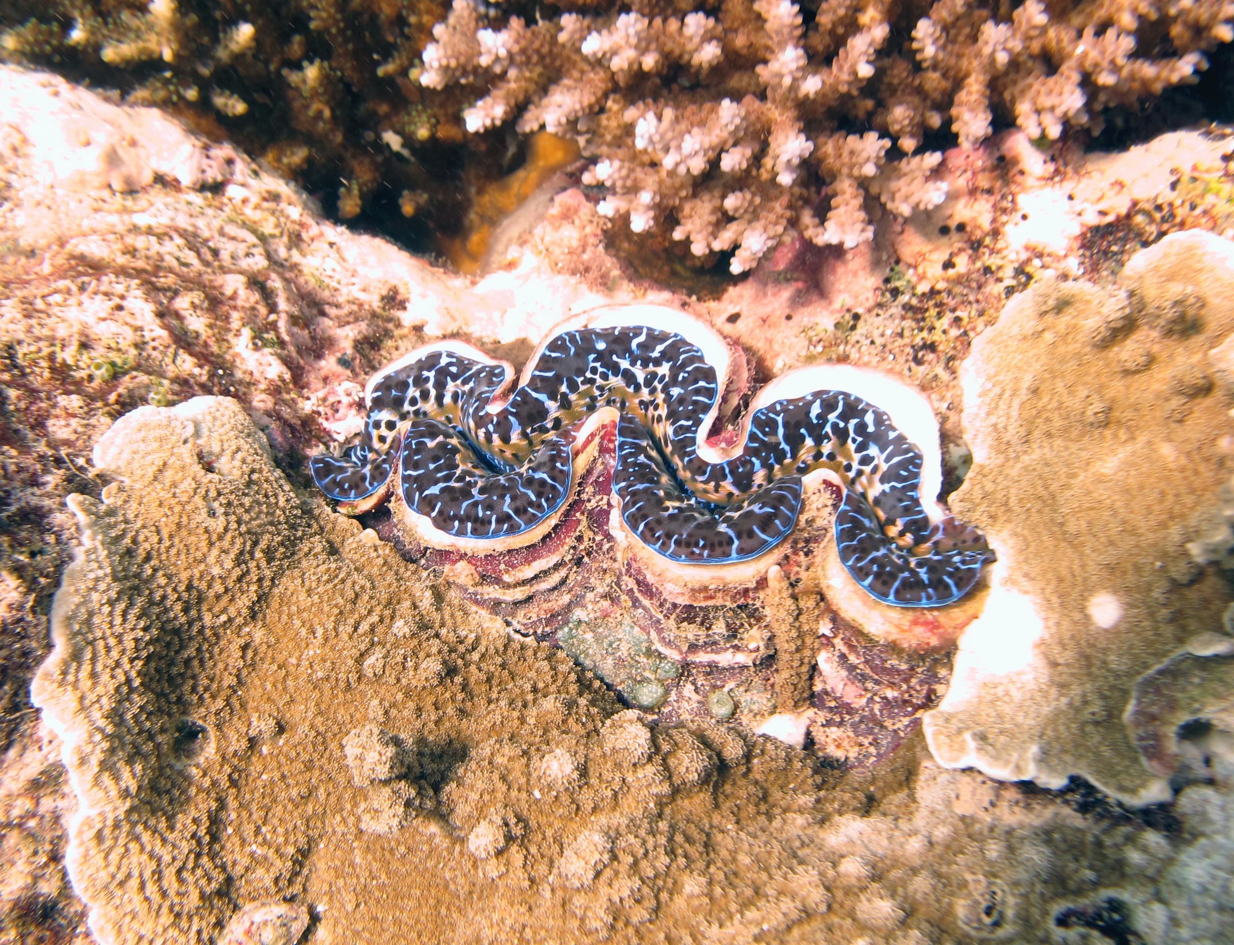 giant clam at Mago.jpg