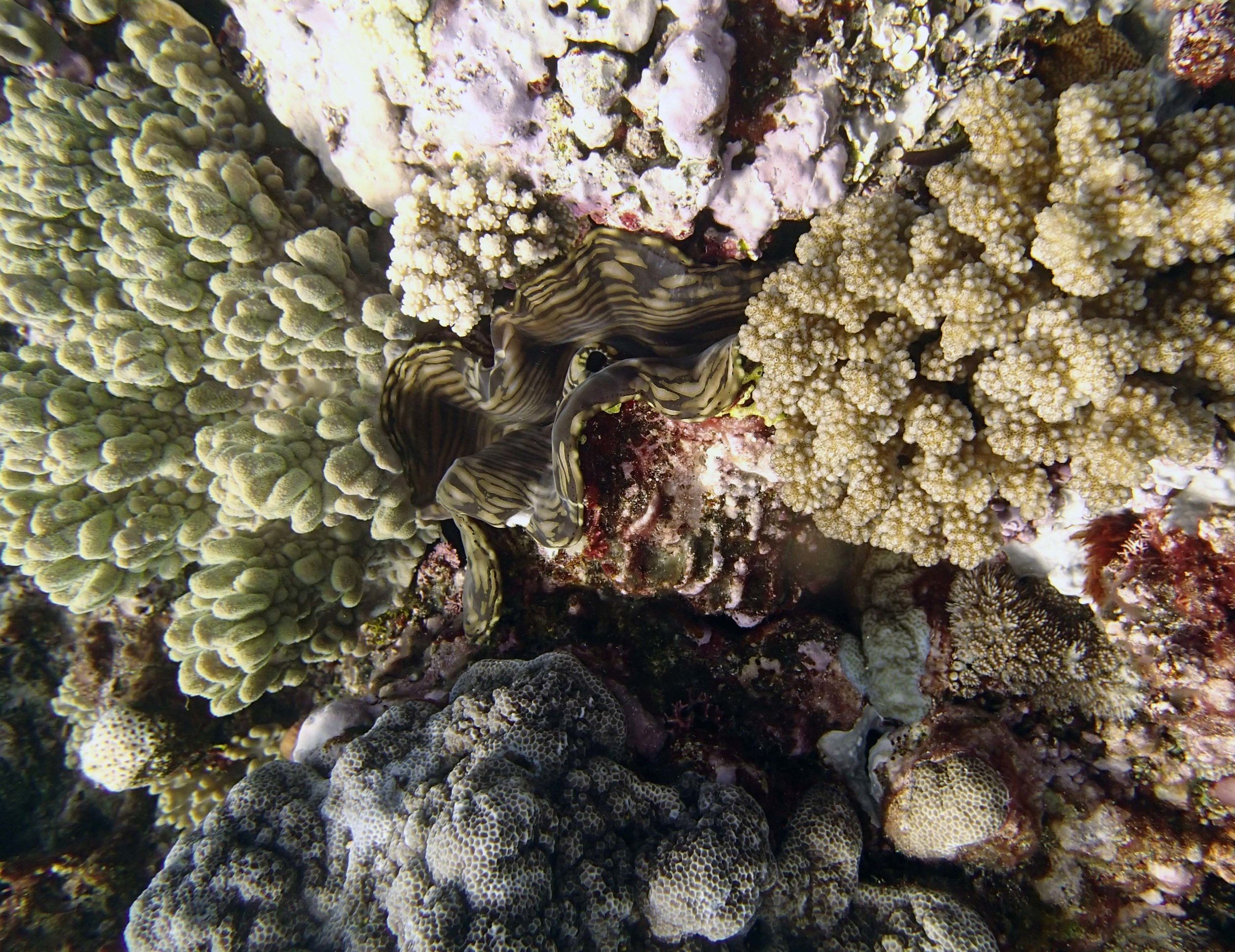 giant clam at TOHA29.jpg