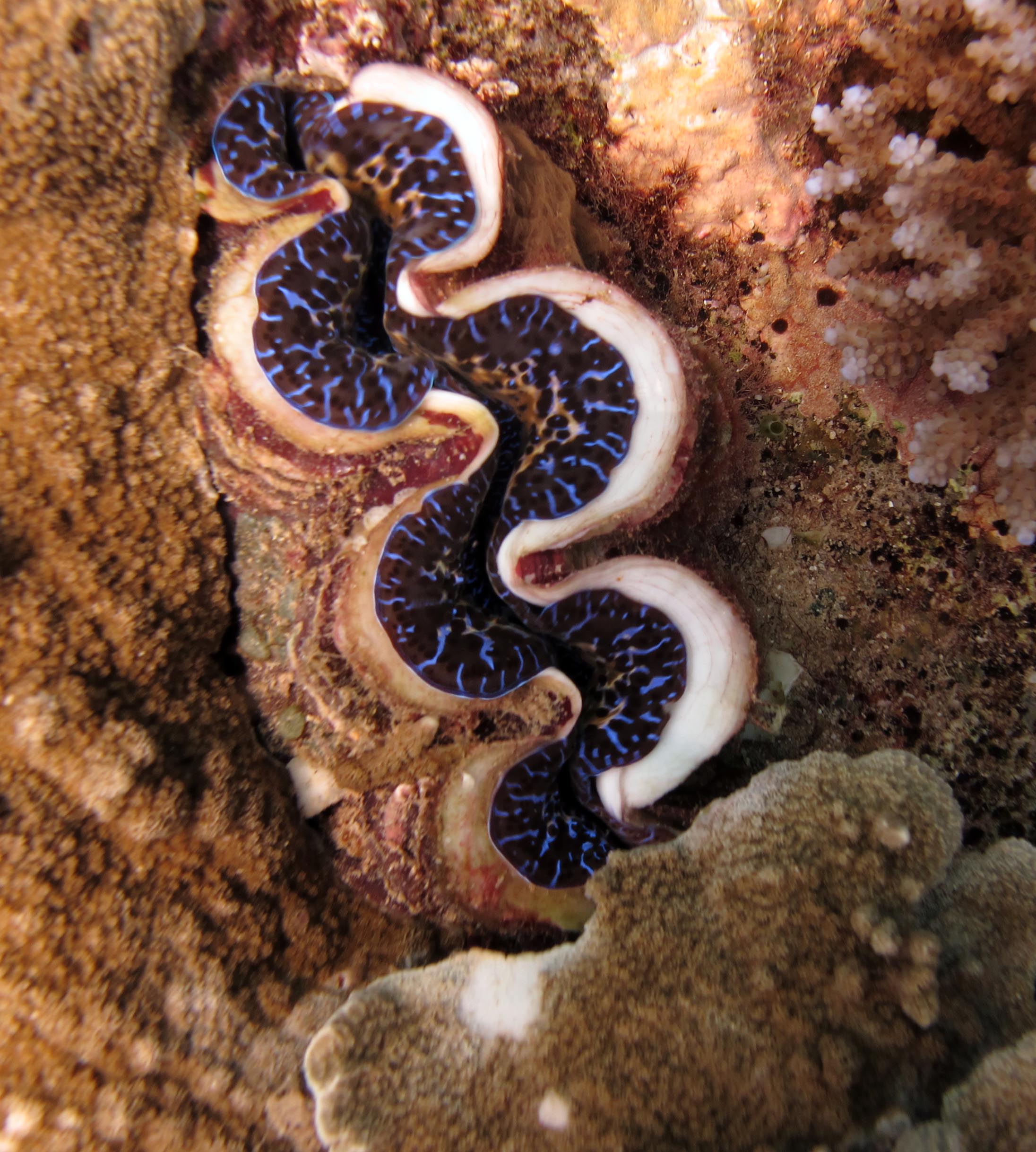 giant clam macro.jpg