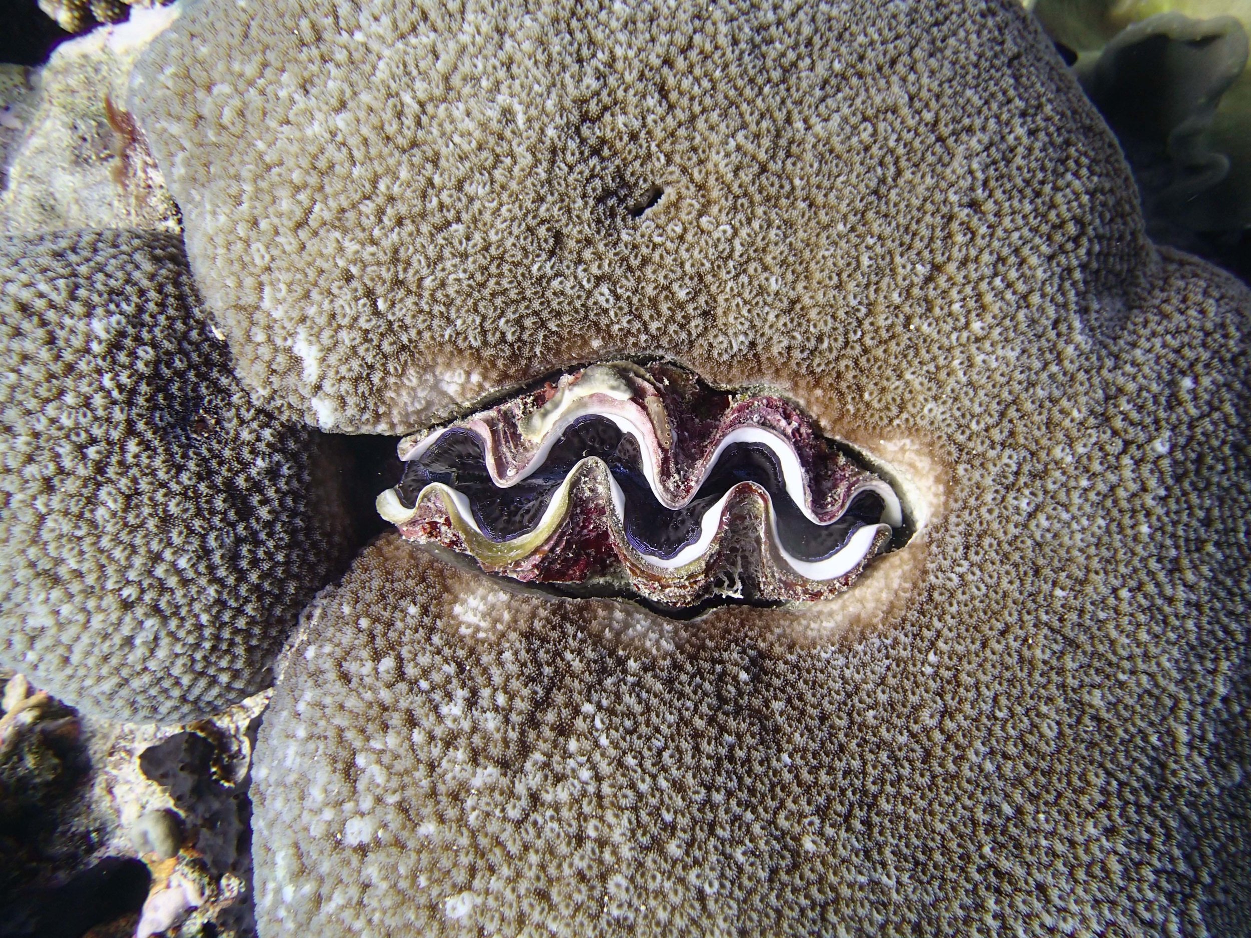 giant clam within coral.jpg