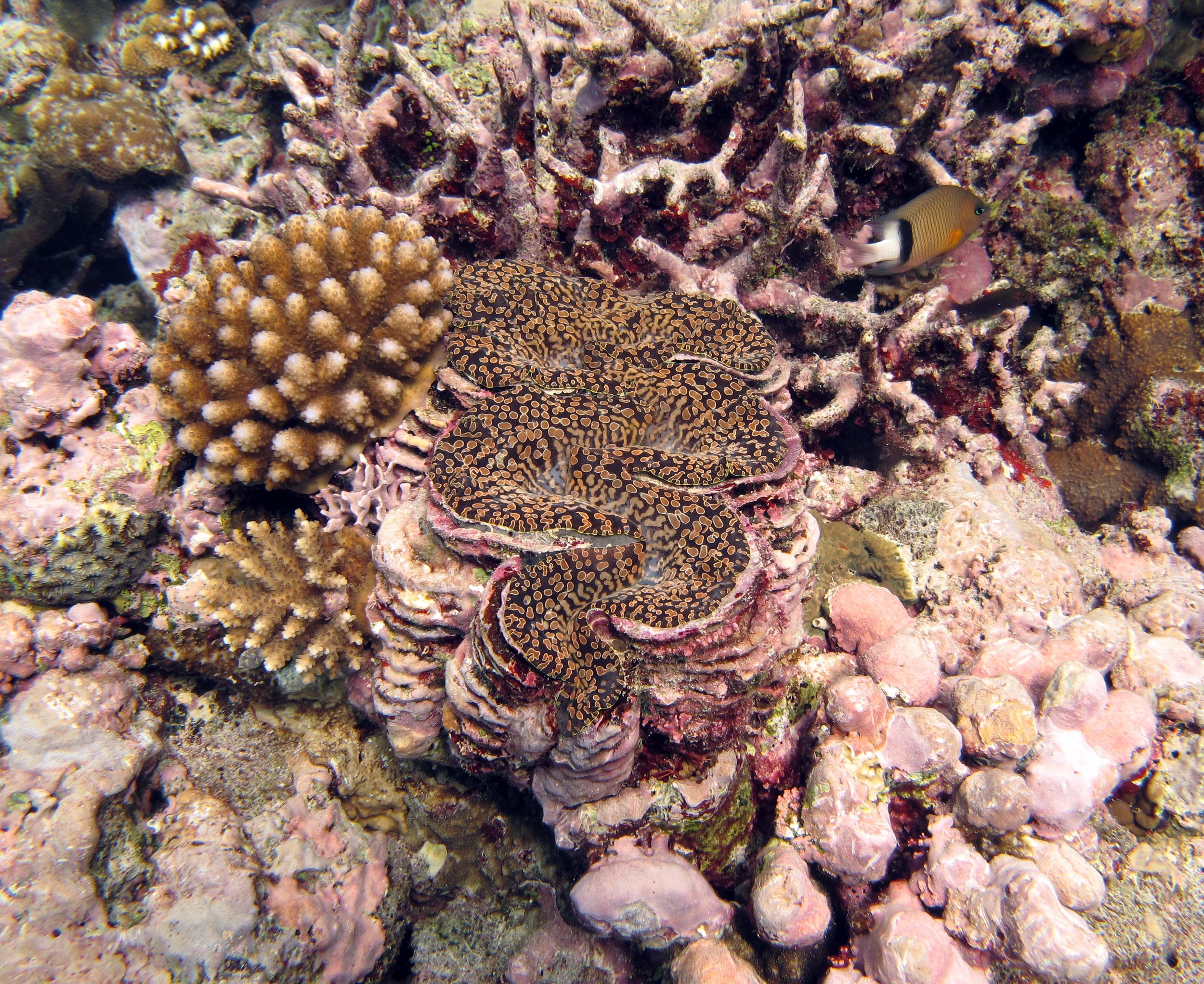 giant clam.jpg