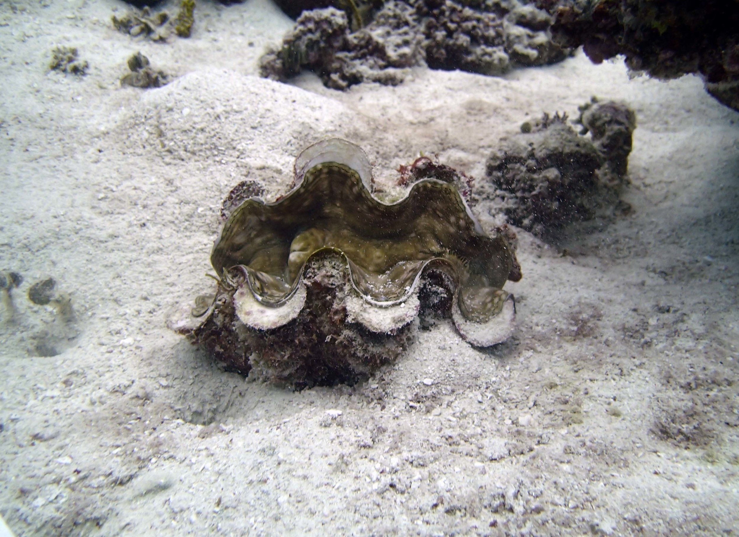 giant clam.JPG