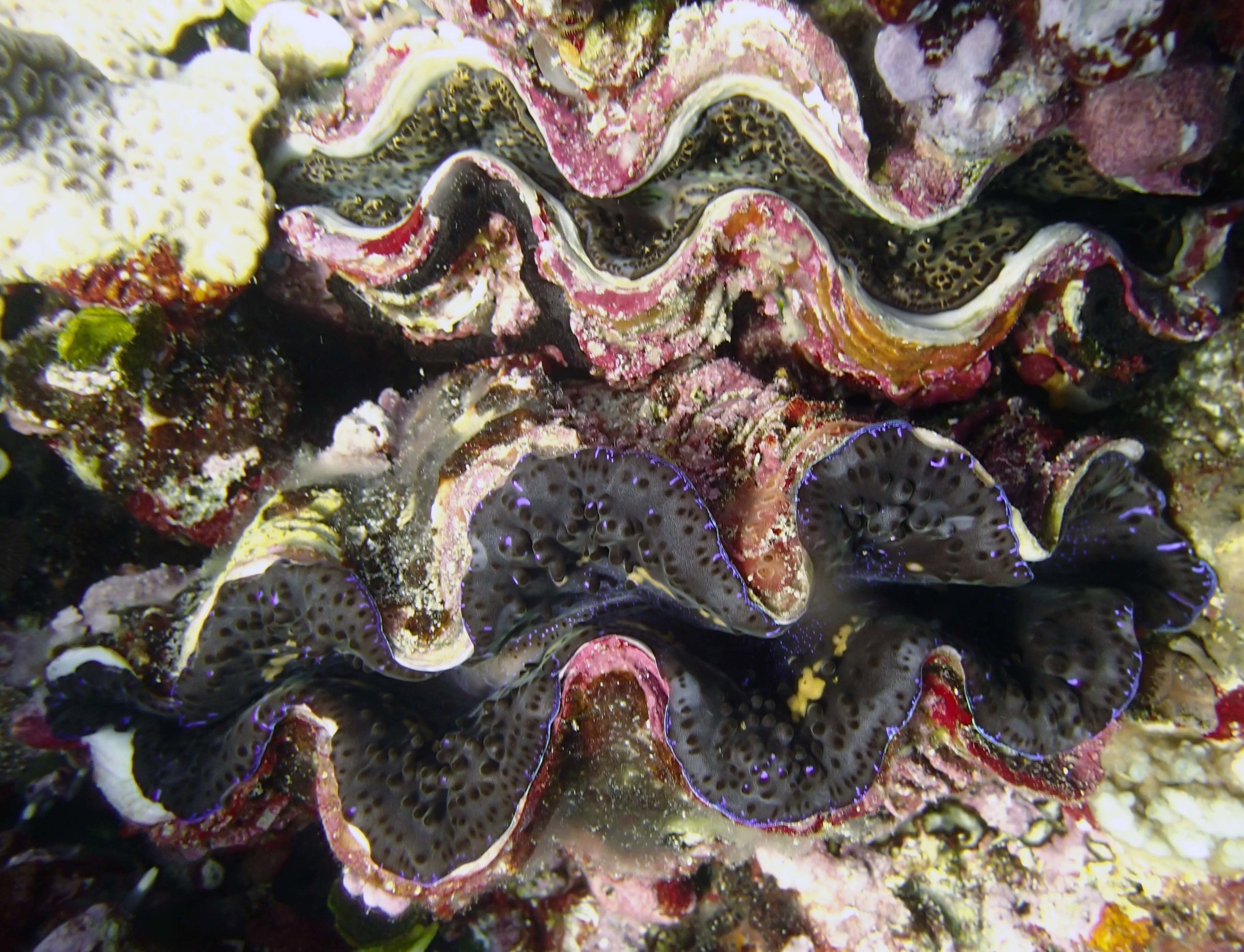giant clams.jpg