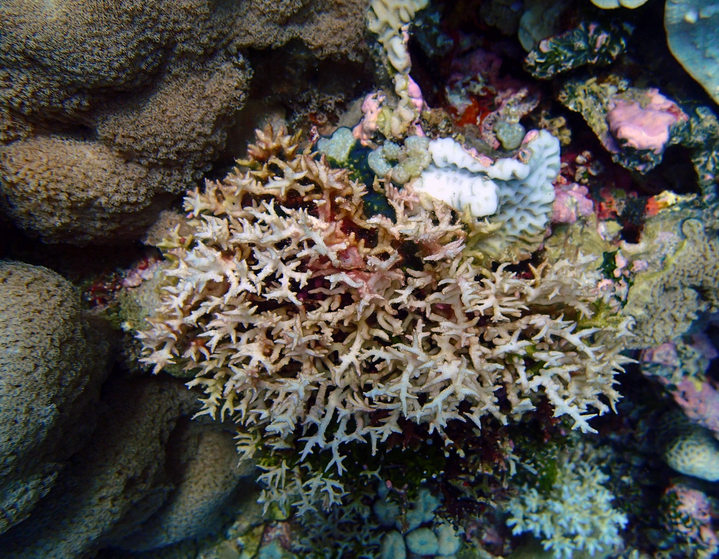 coral being overgrown with algae.jpg