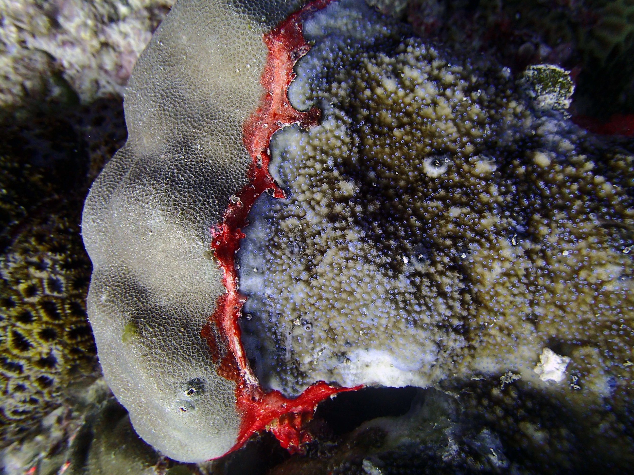 coral competition.jpg