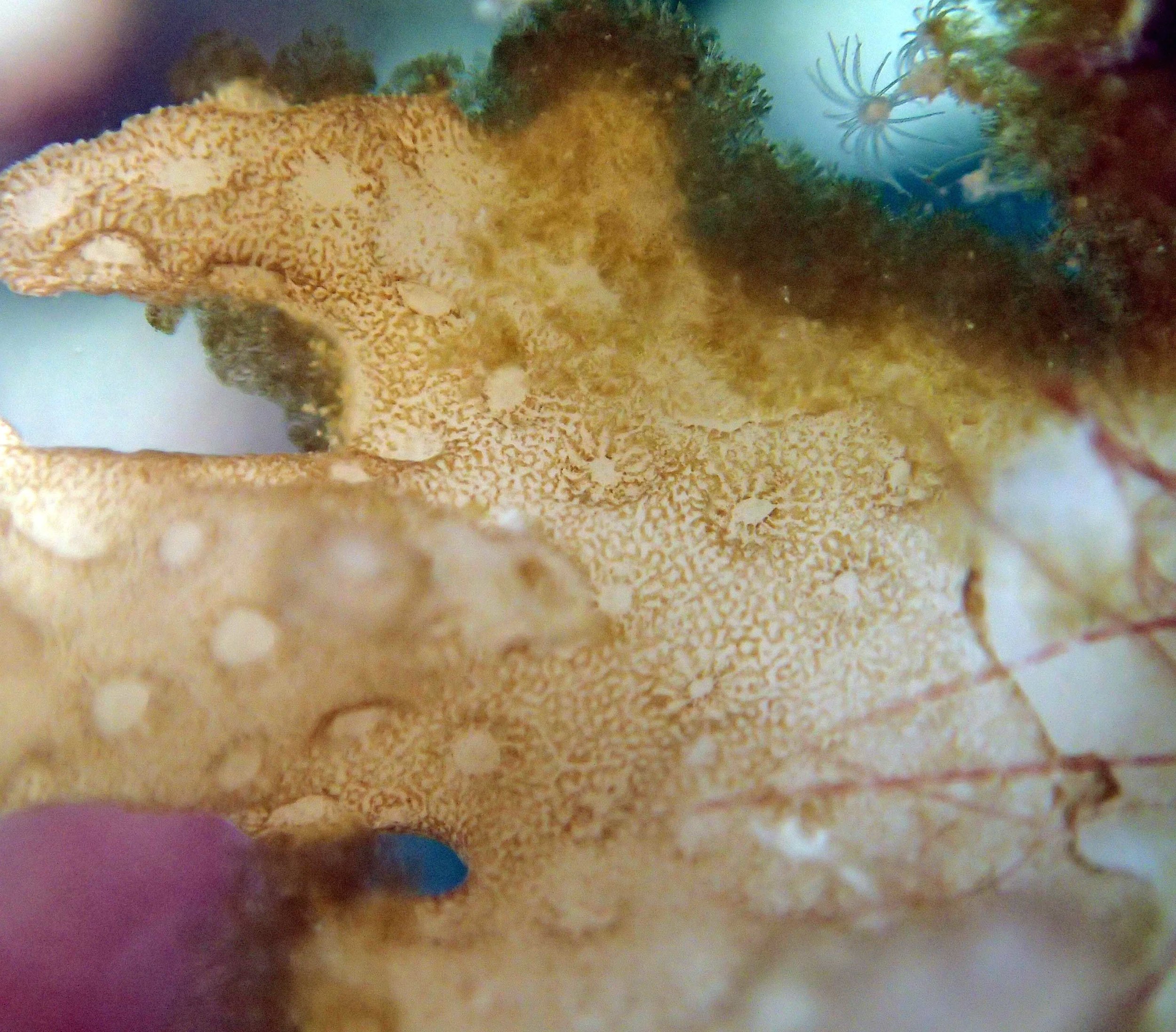 coral vs. algae macro.jpg