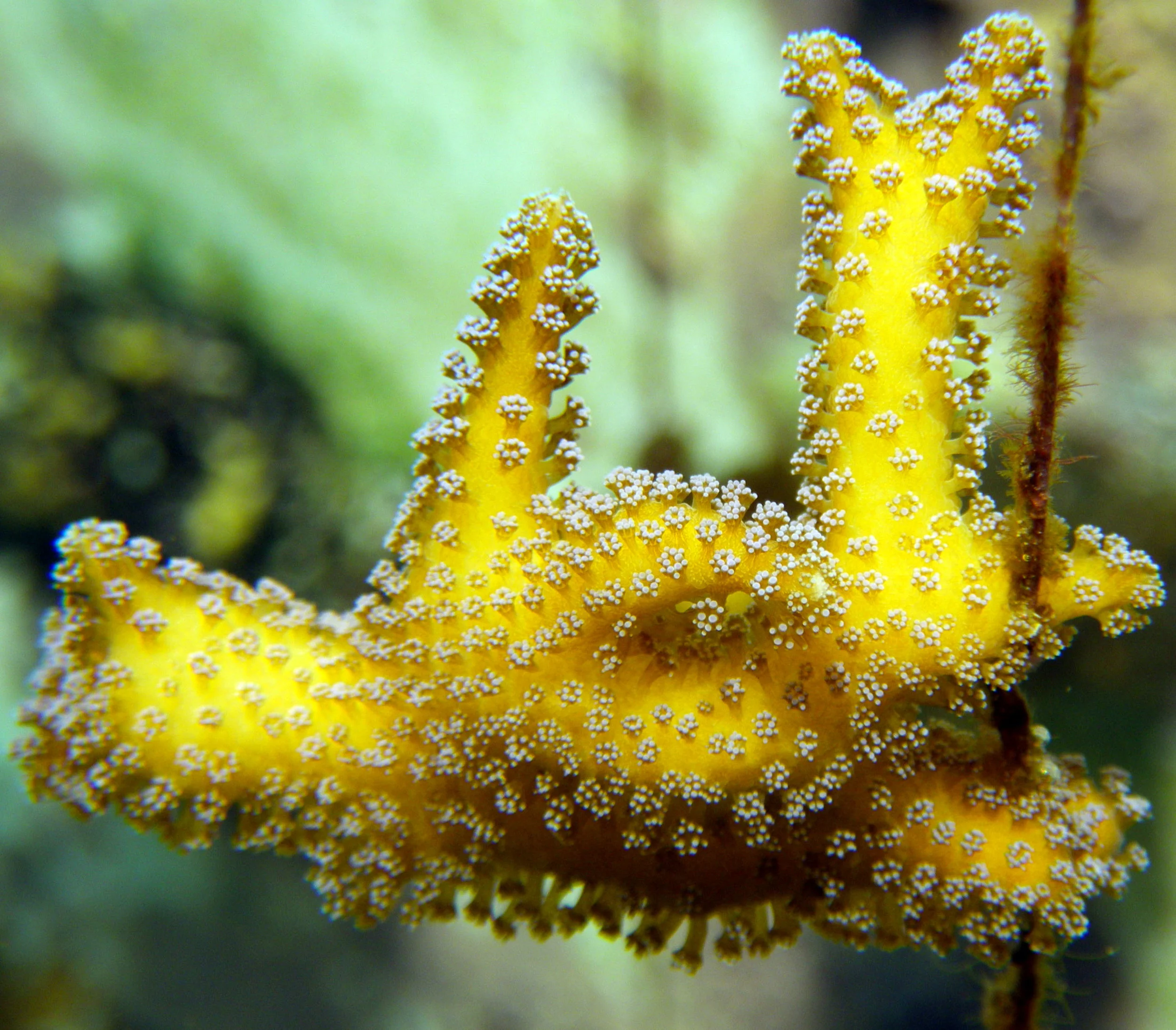 A S. hystrix nubbin used in the SHVTS. 