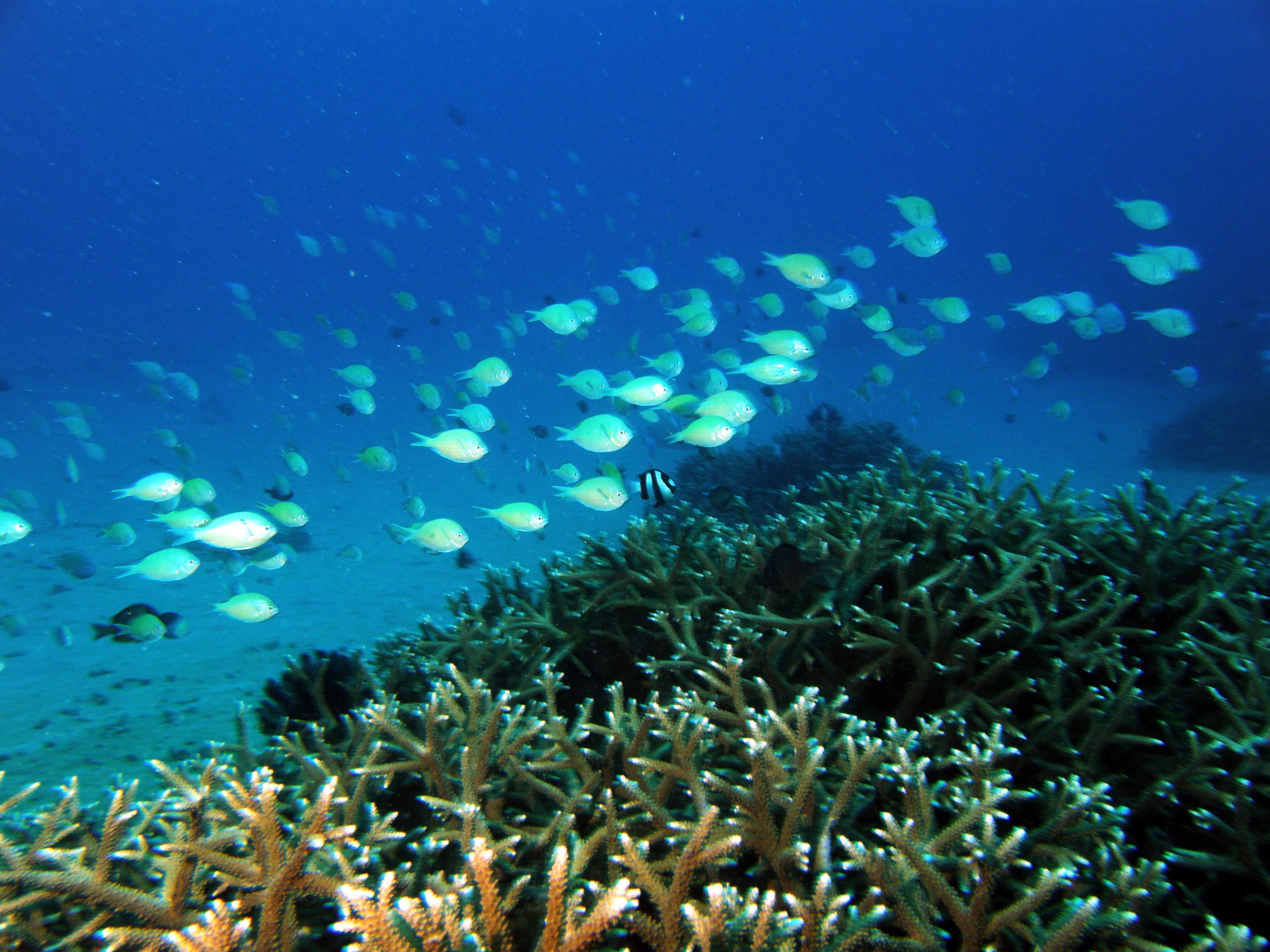 Houbihu, the upwelling site from which half of the S. hystrix colonies were collected. 